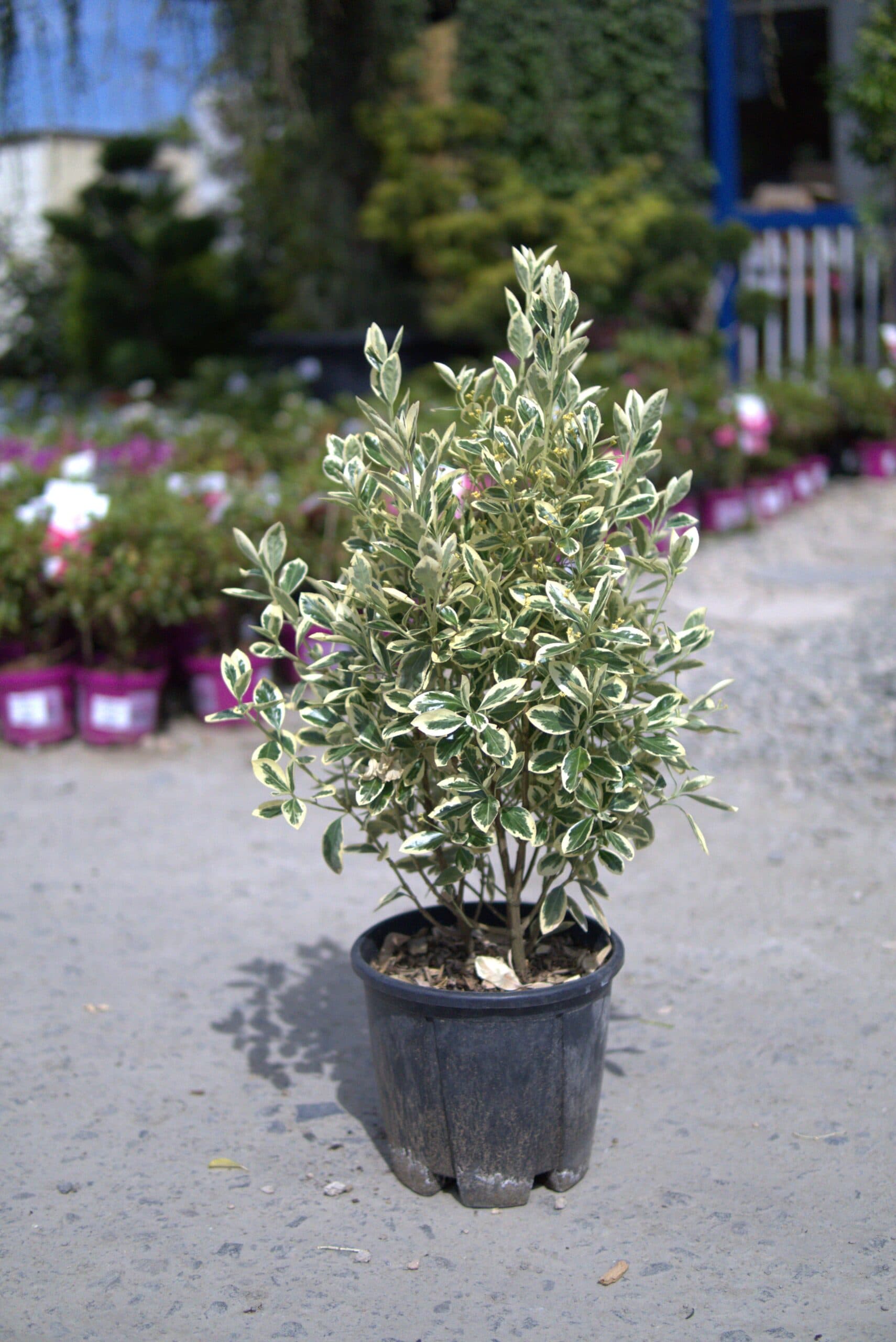 Euonymus japonicus mixt thumbnail 5