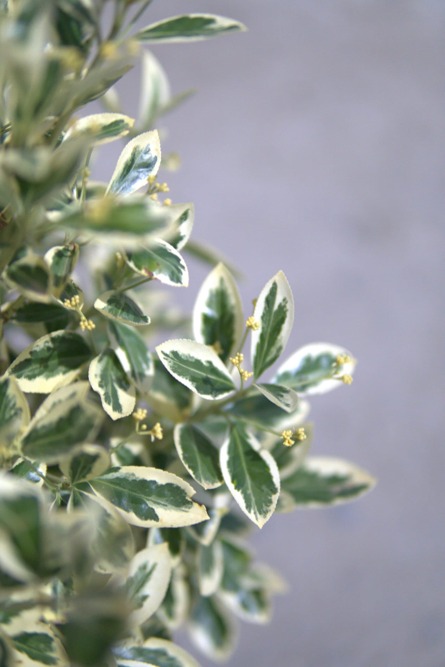 Euonymus japonicus mixt thumbnail 3