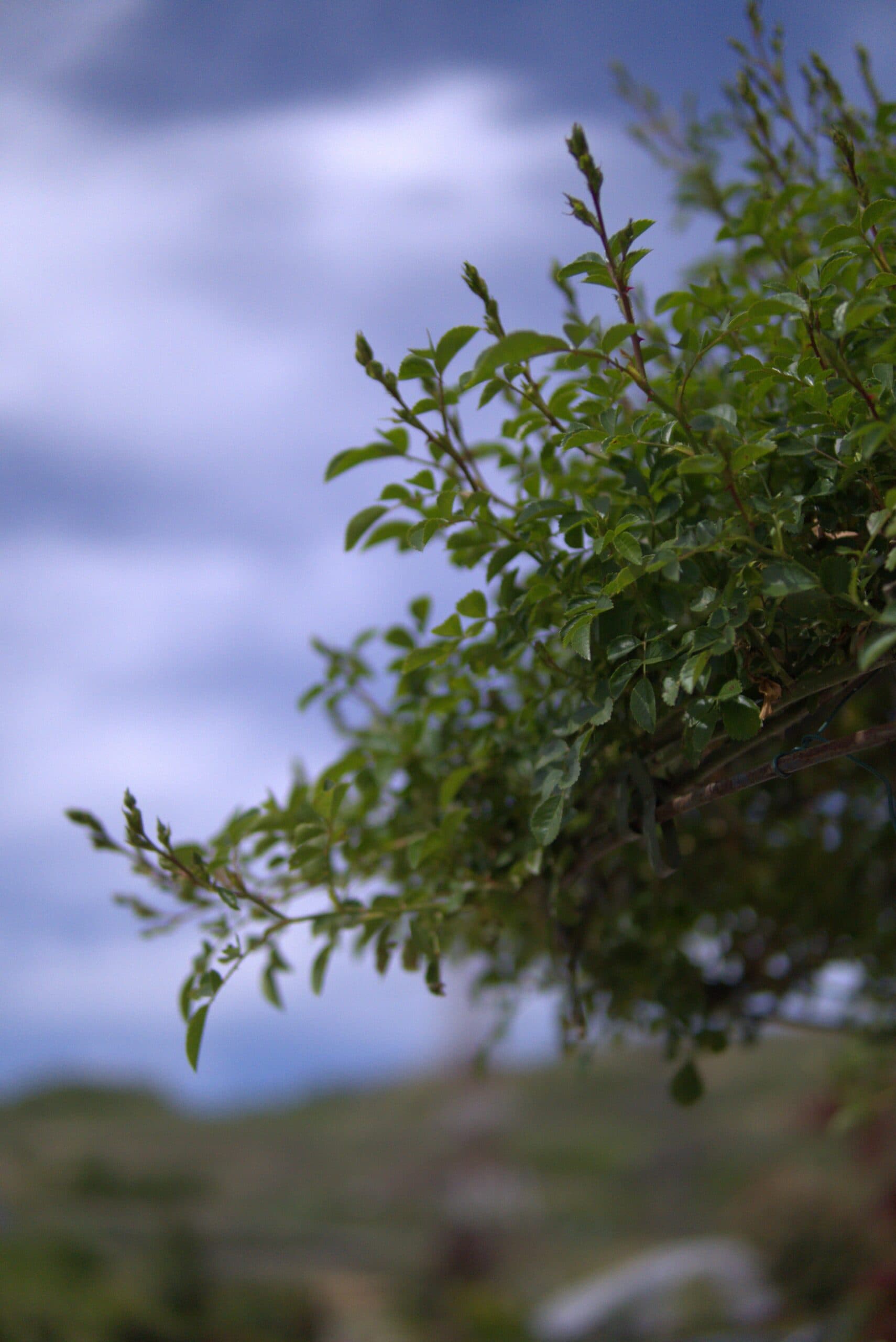 Trandafir altoit Umbrelă thumbnail 2