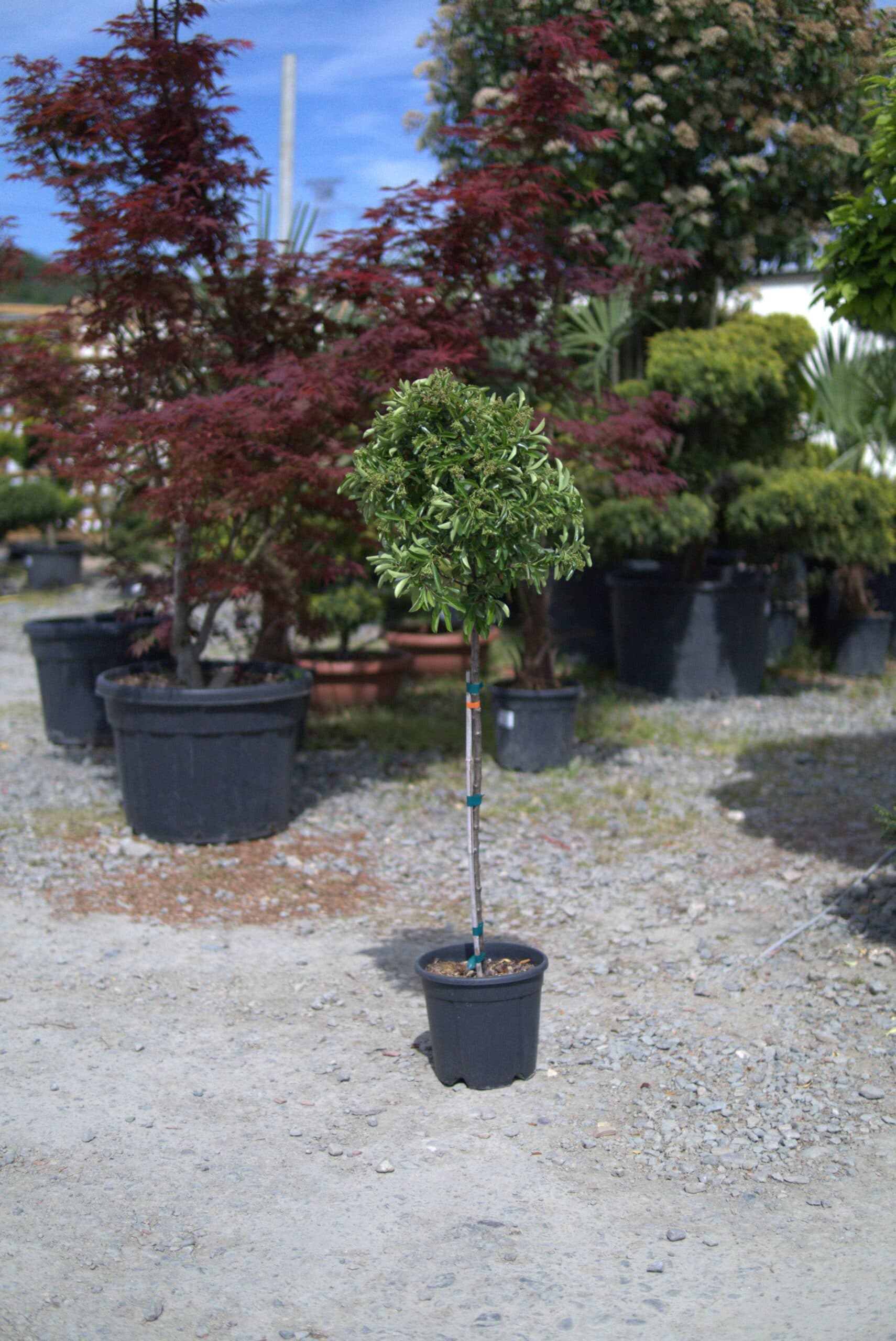 Pyracantha 'Orange Dream' altoit pe trunchi