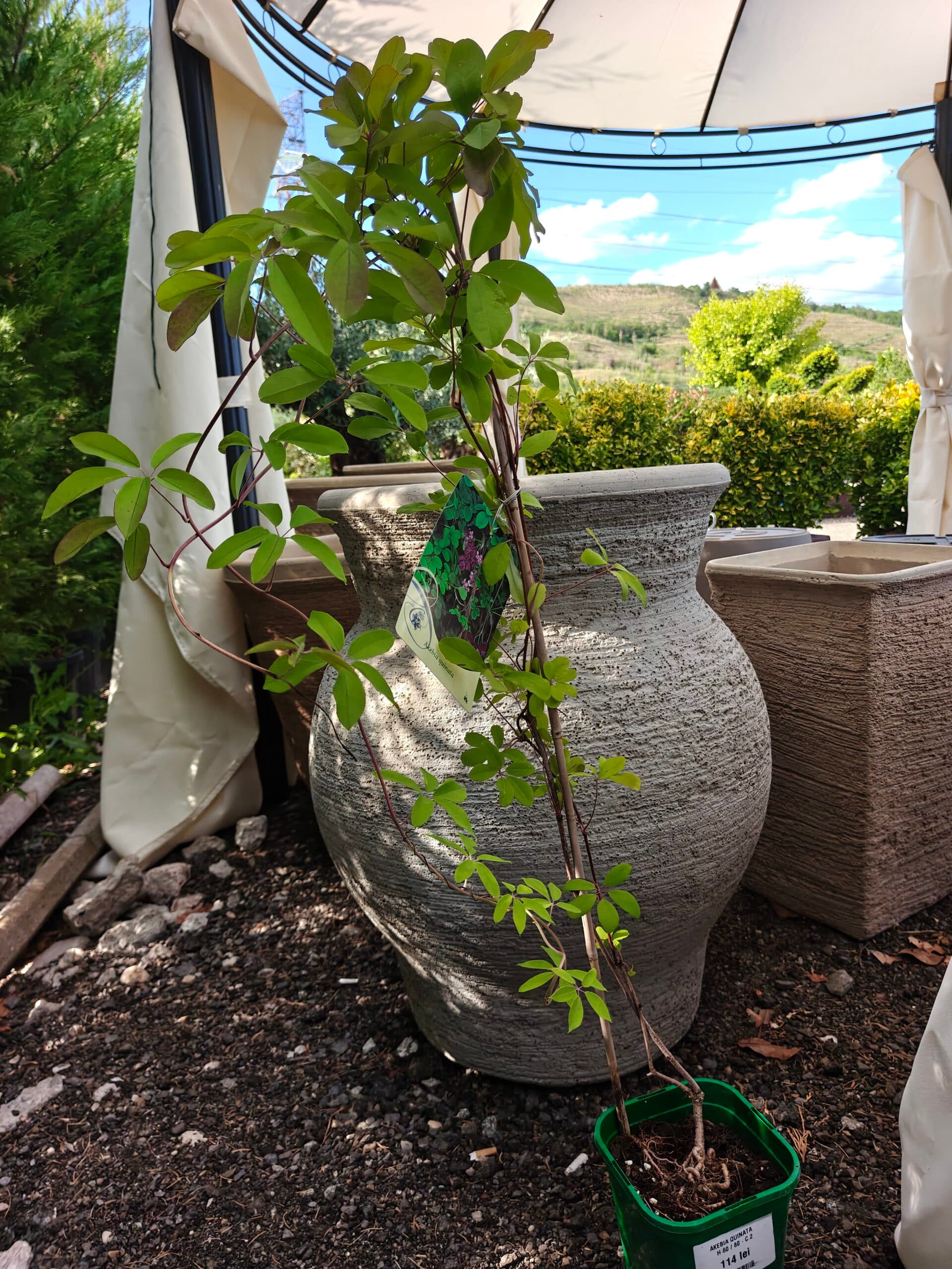 Viță de ciocolată thumbnail 2