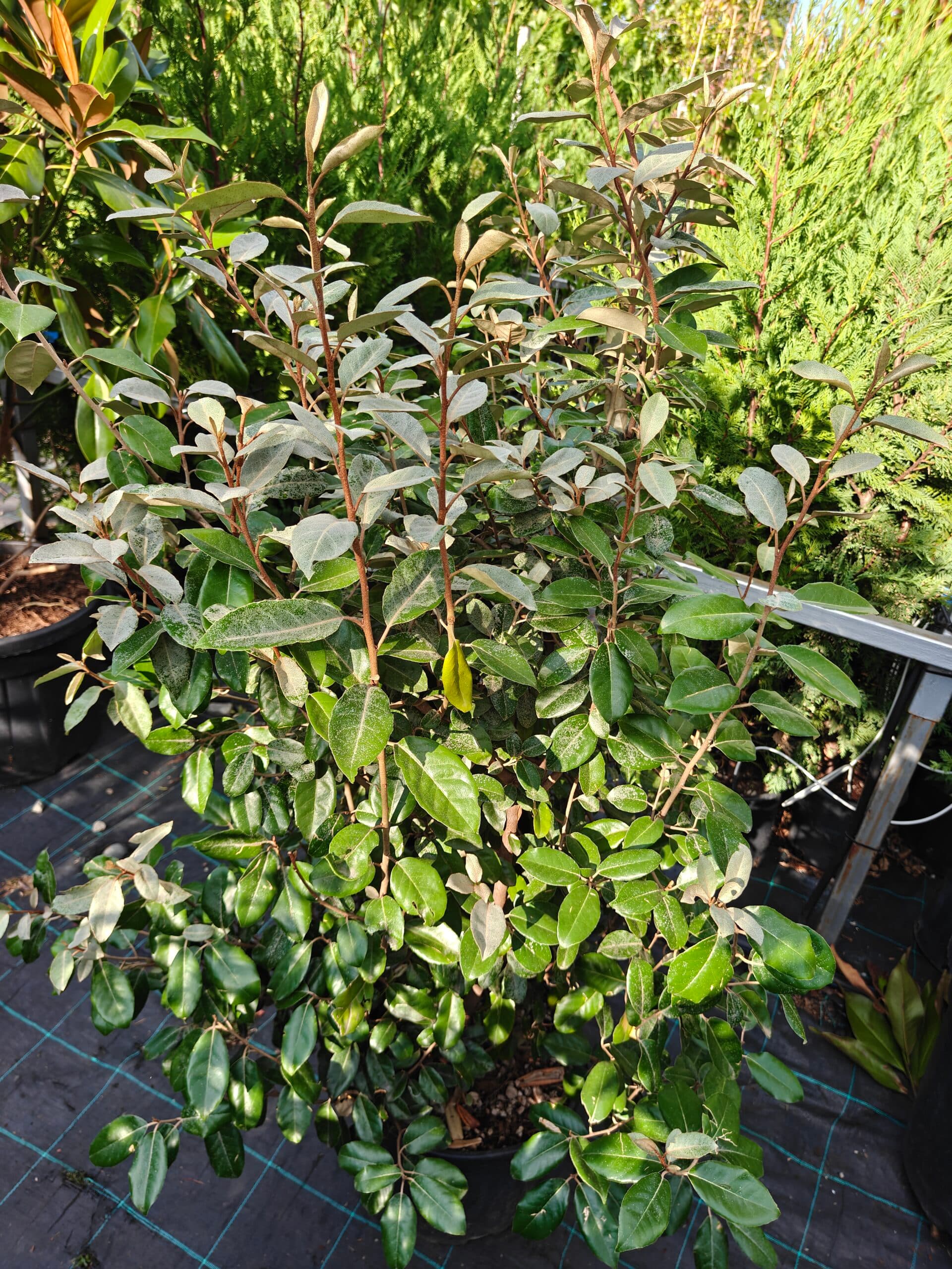 Sălcioară veșnic verde — imagine 1