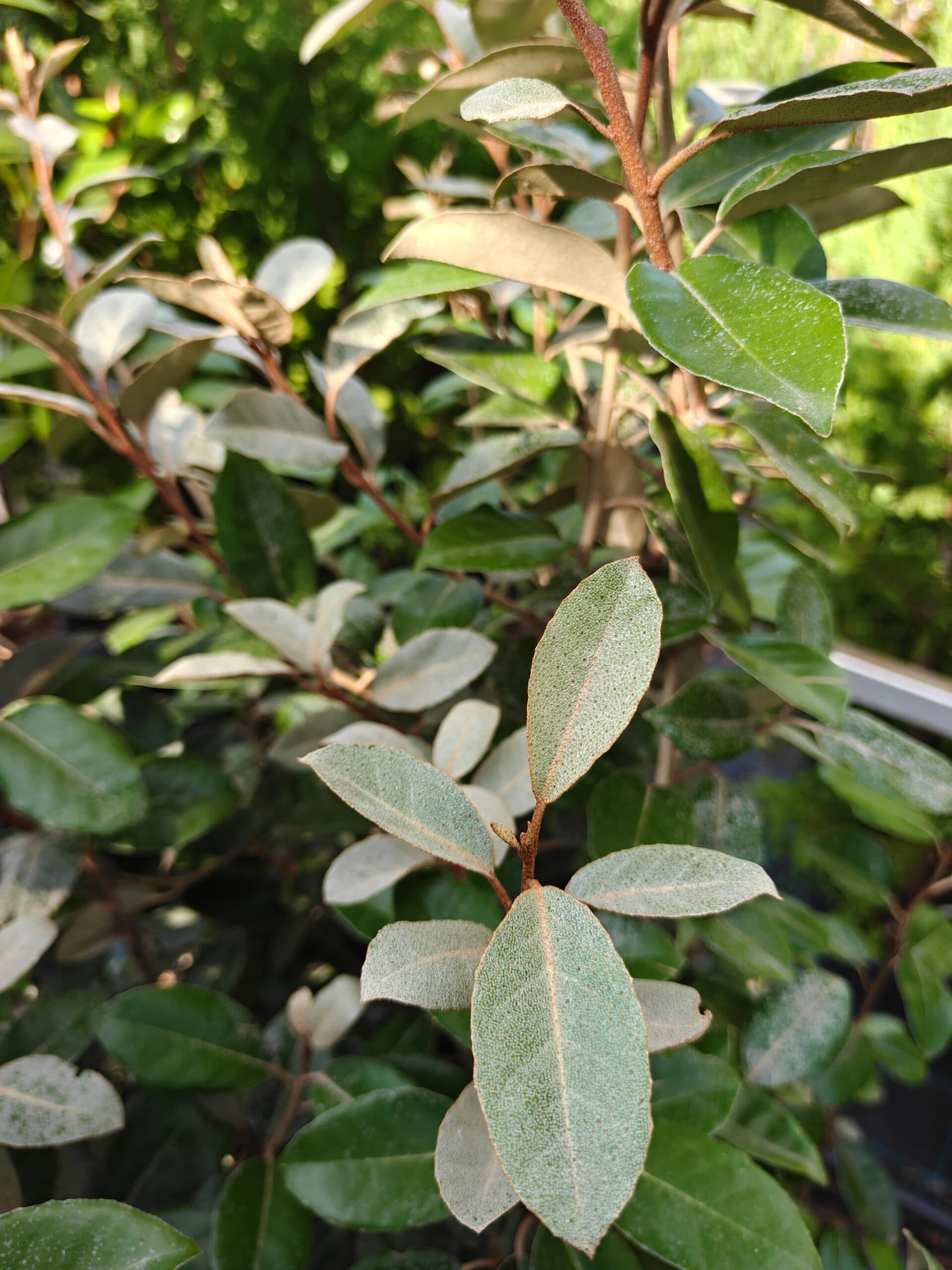 Sălcioară veșnic verde thumbnail 2