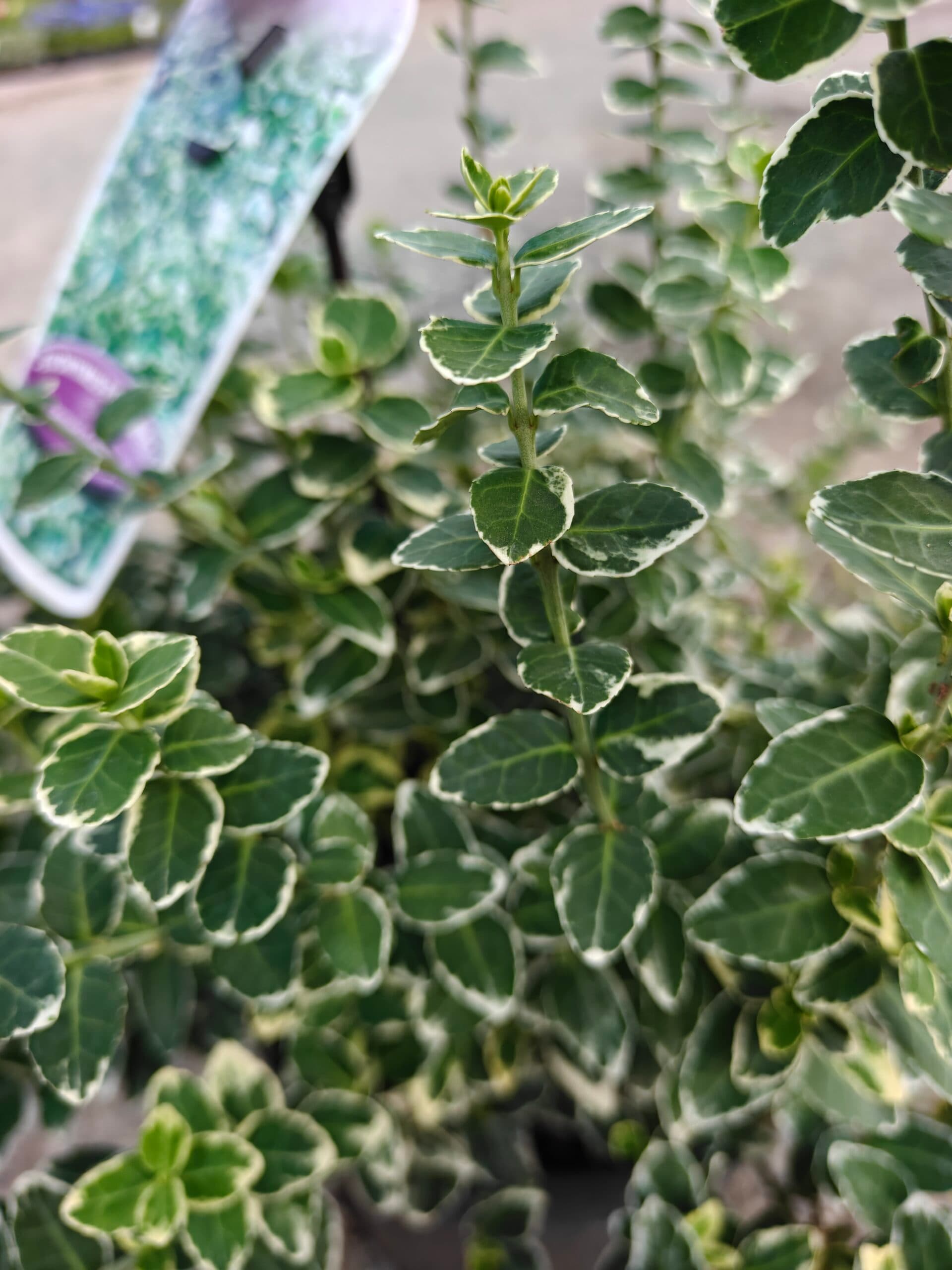 Salbă de aur - Diferite specii thumbnail 5