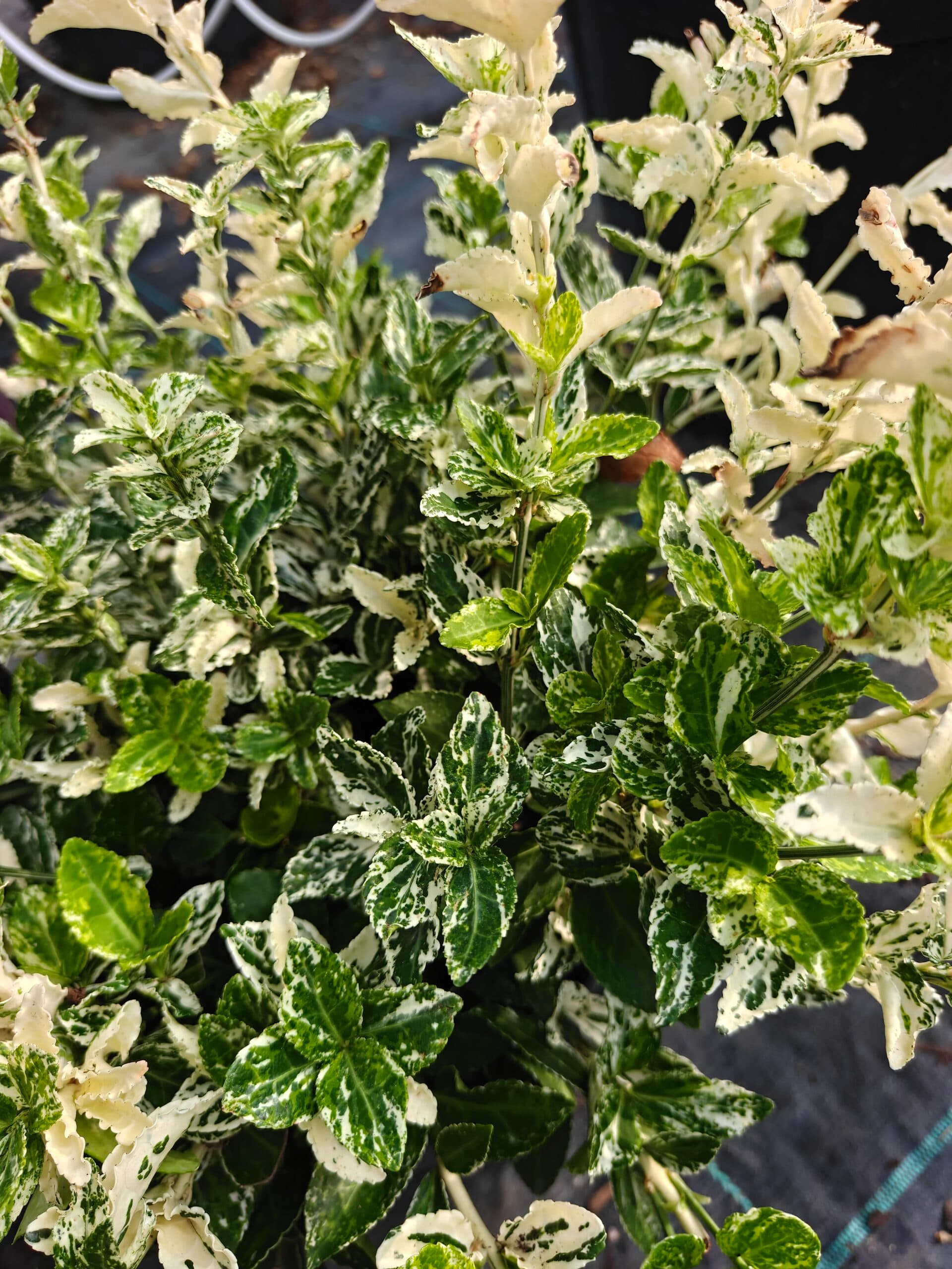 Salbă de aur - Diferite specii thumbnail 4