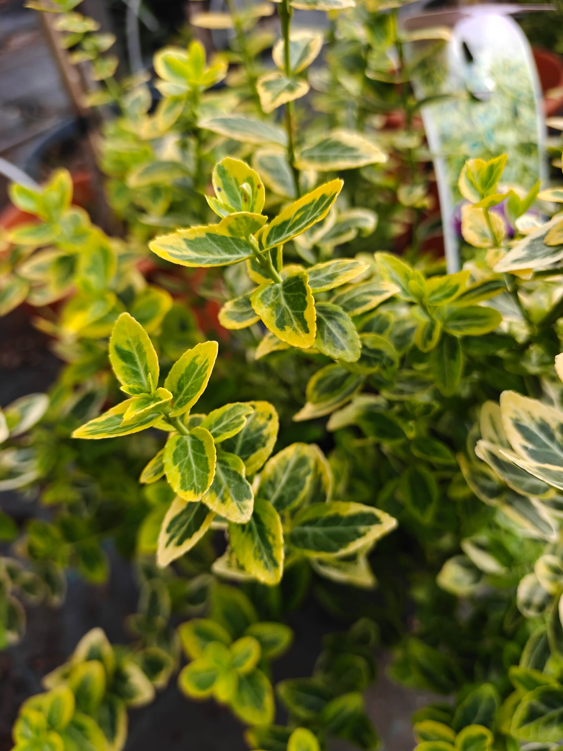 Salbă de aur - Diferite specii thumbnail 3