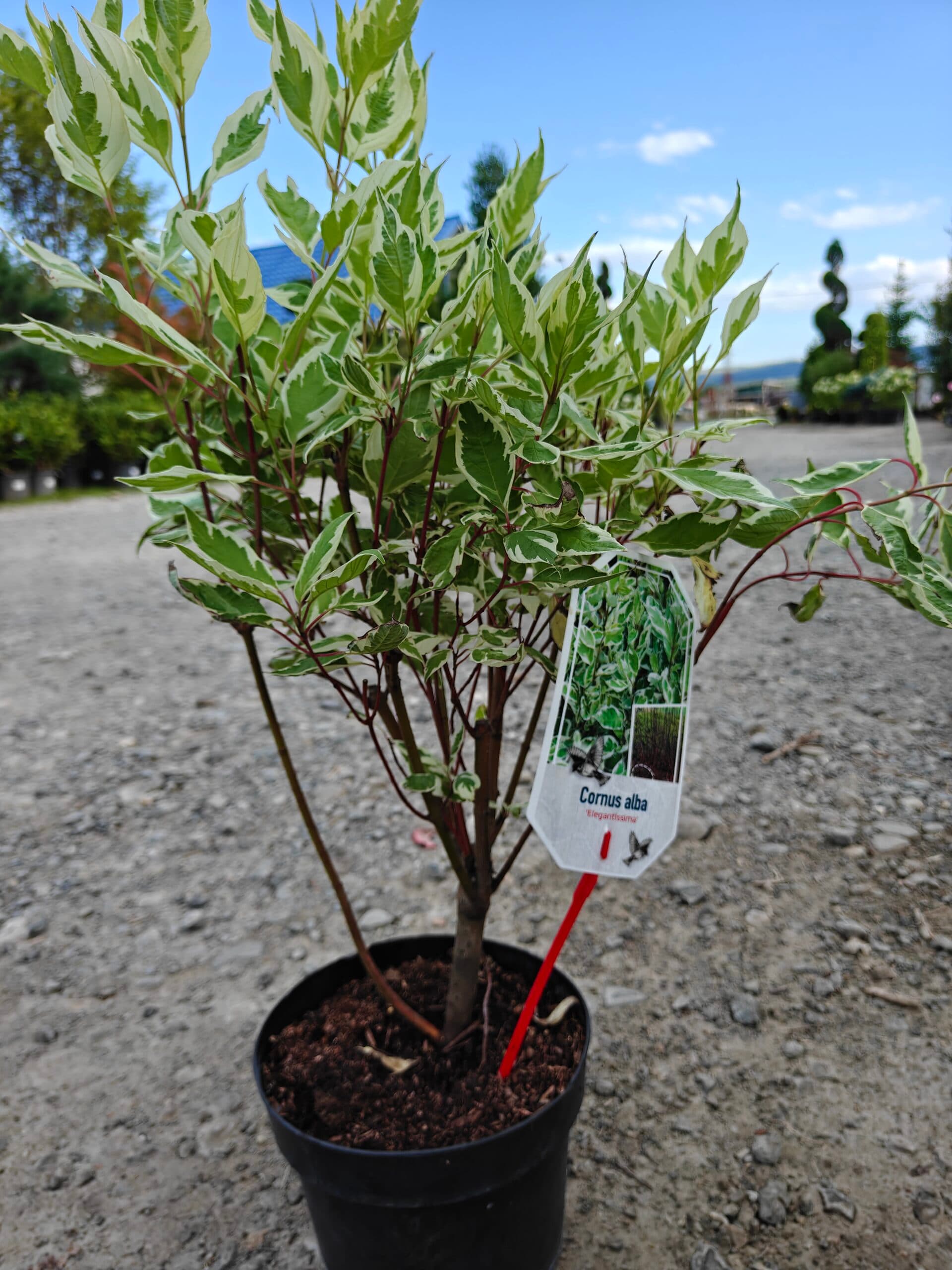 Corn - Diferite specii — imagine 1