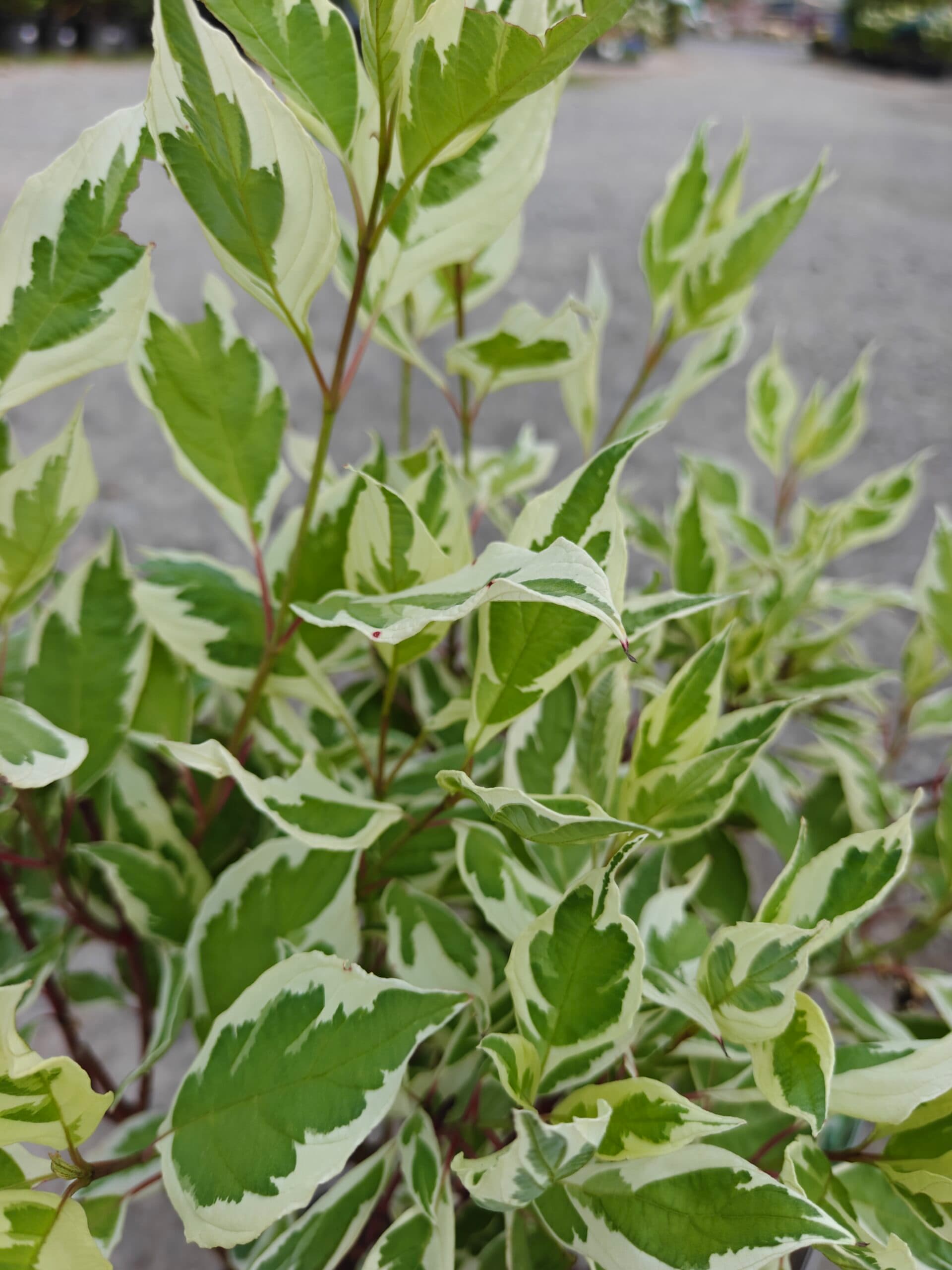 Corn - Diferite specii thumbnail 2