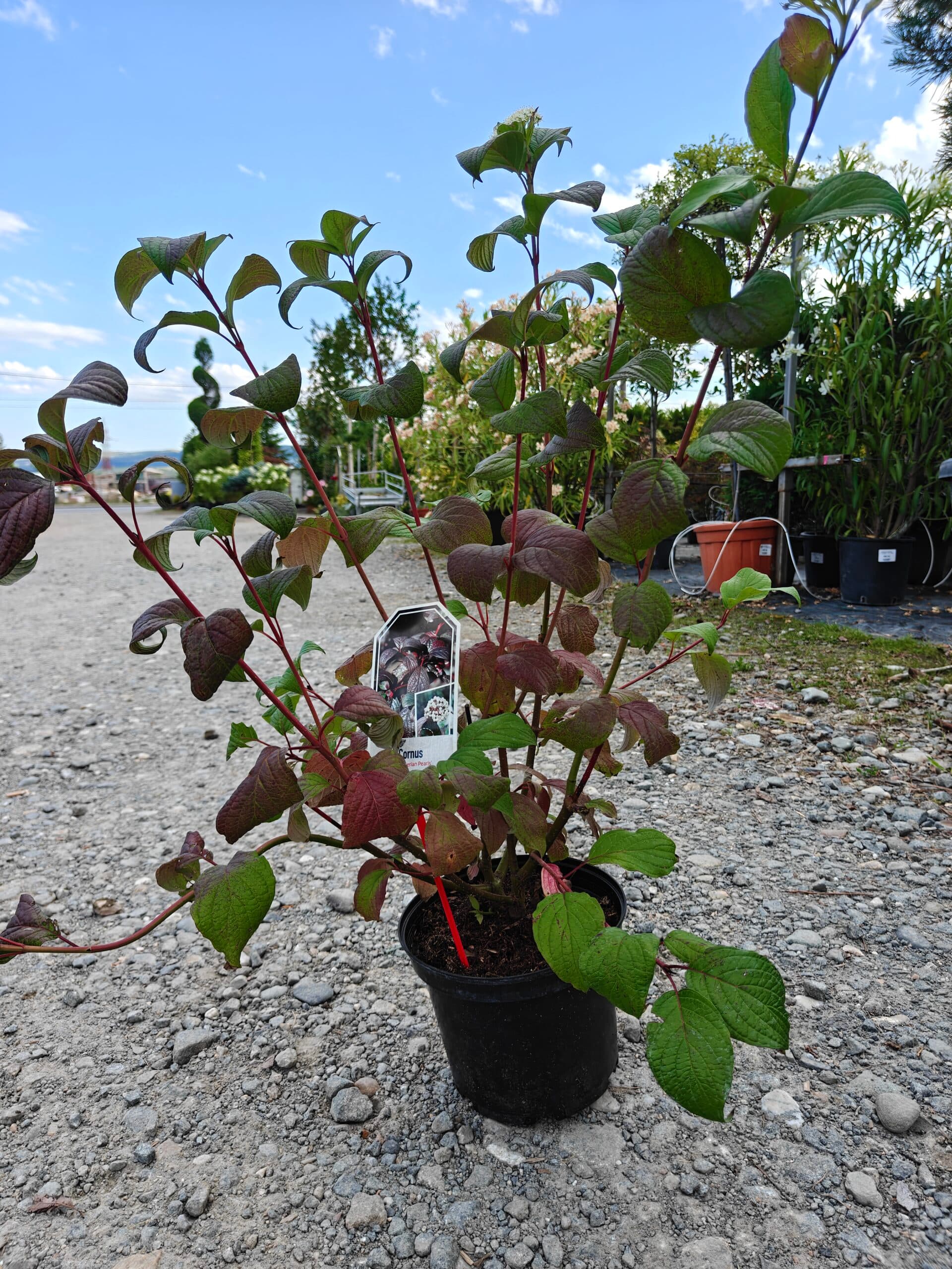 Corn - Diferite specii thumbnail 4