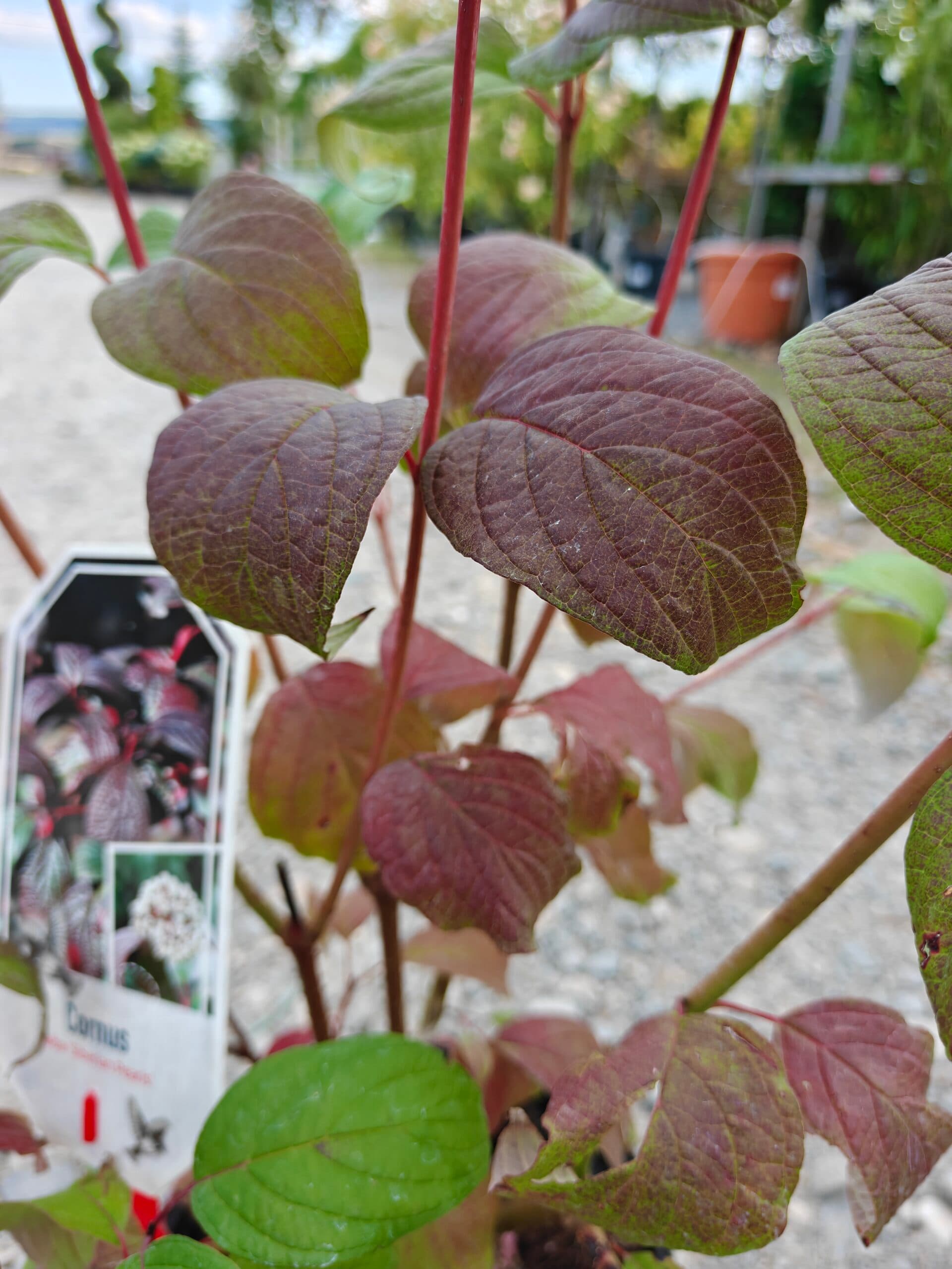 Corn - Diferite specii thumbnail 5