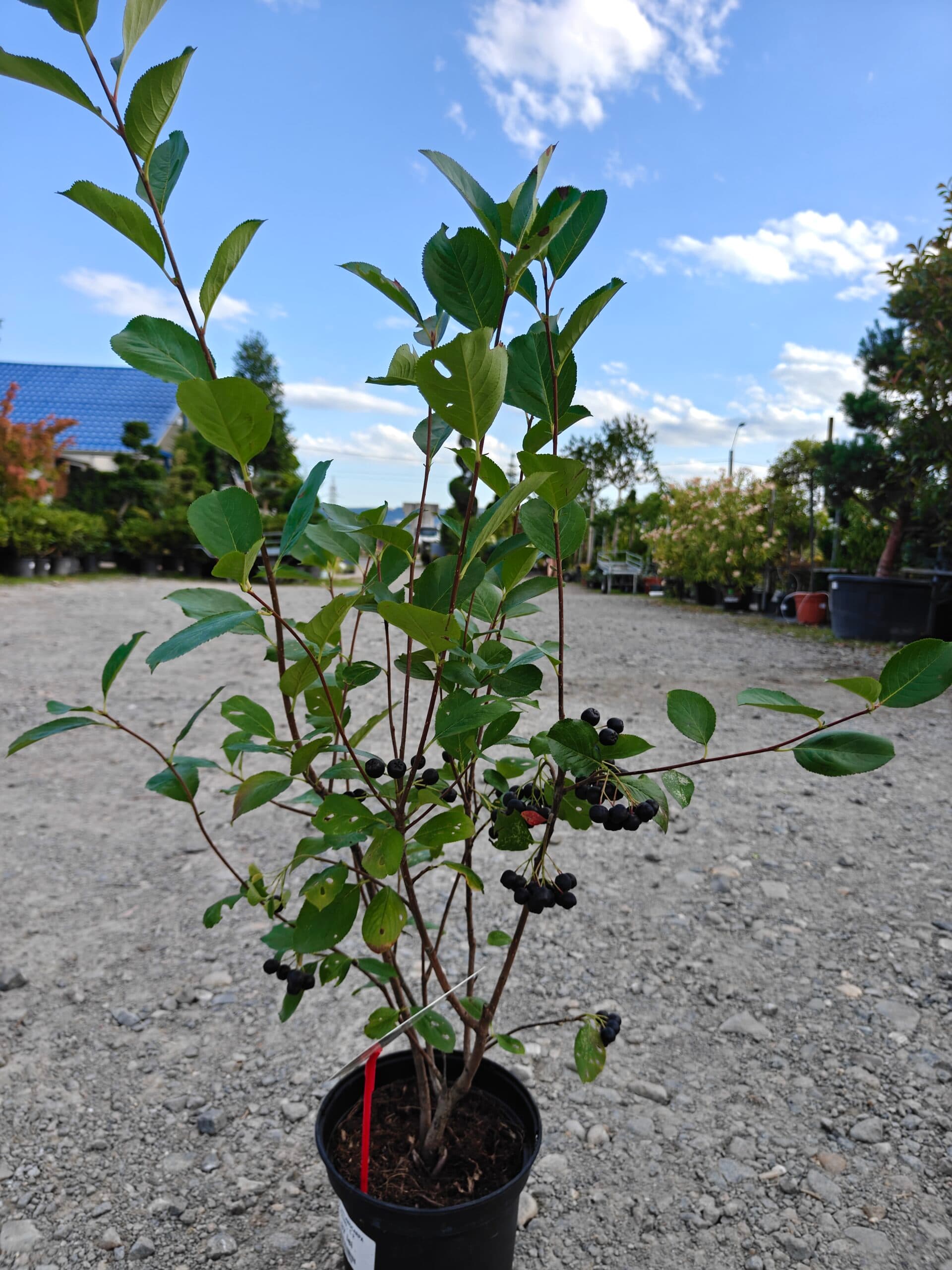 Scoruș negru — imagine 1