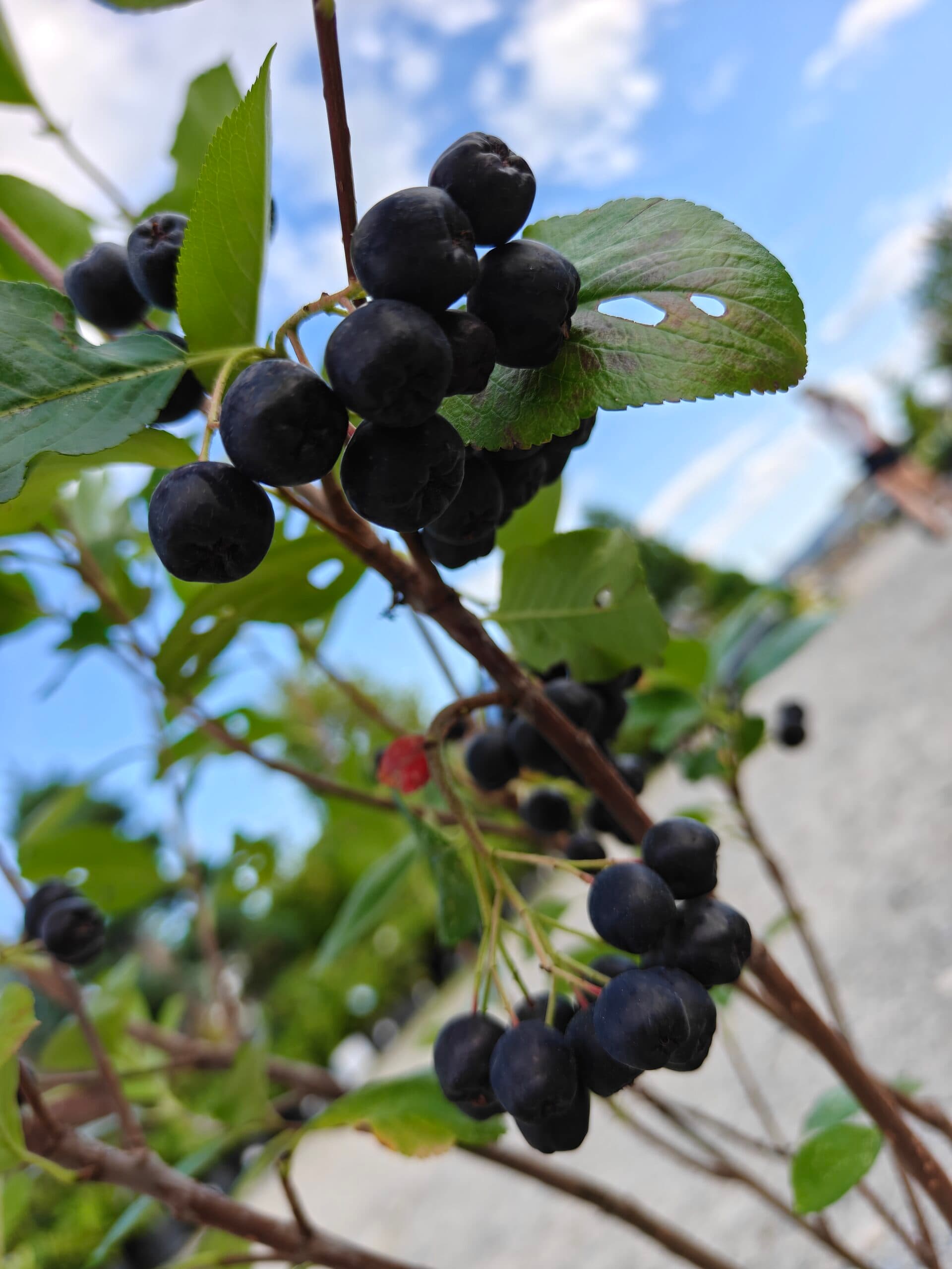 Scoruș negru thumbnail 2