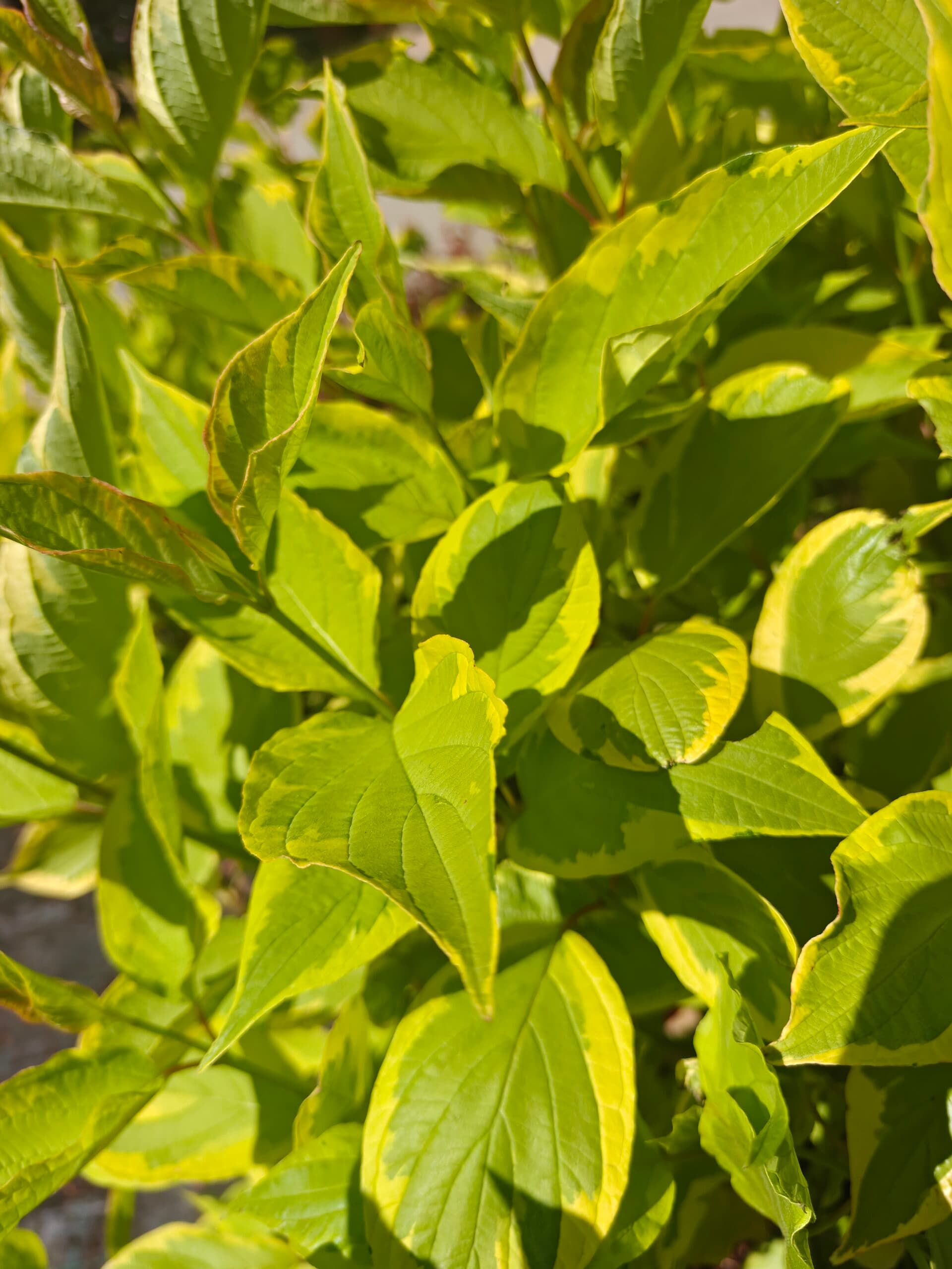 Corn - Diferite specii thumbnail 3