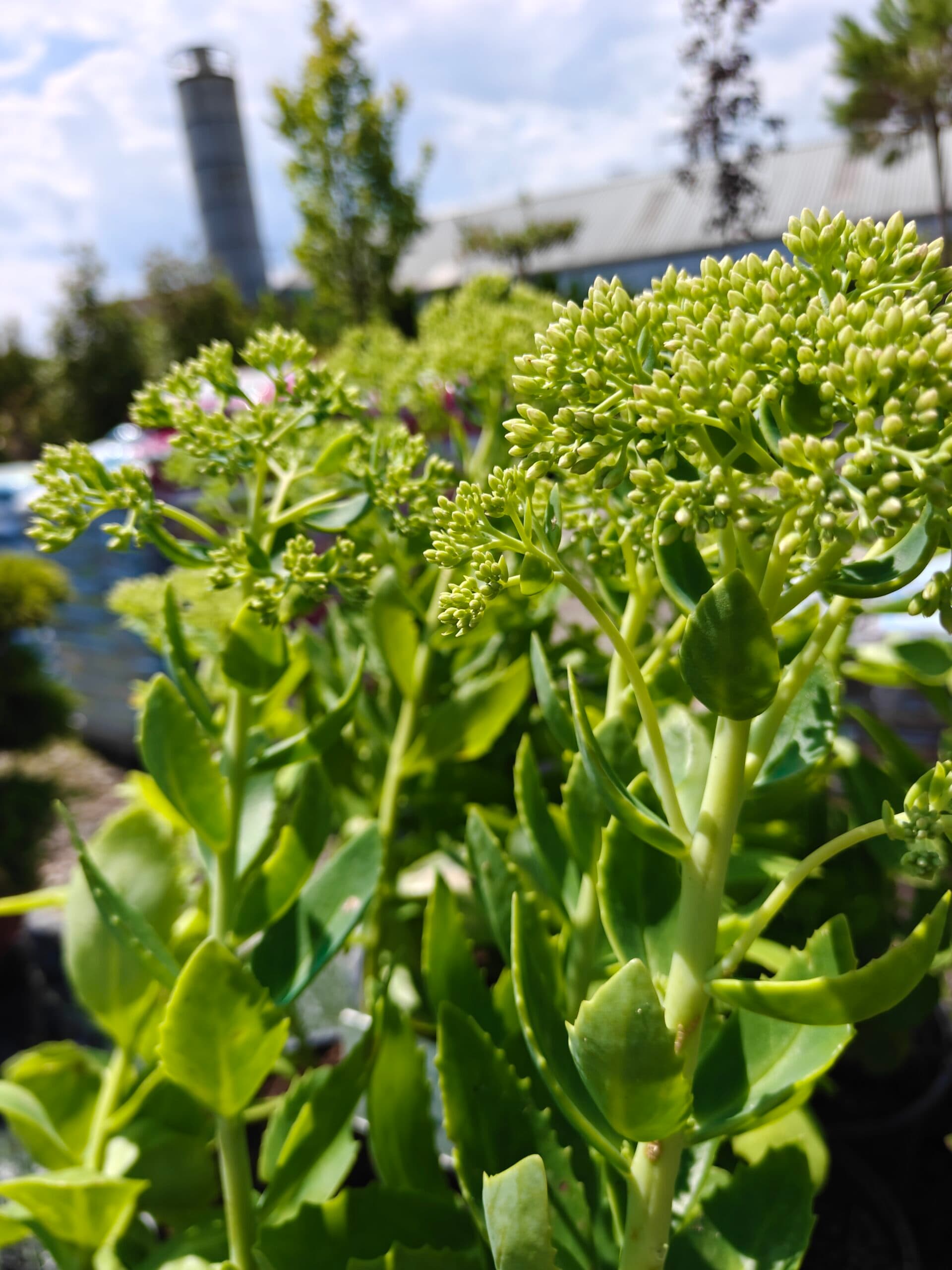 Urechelniță decorativă