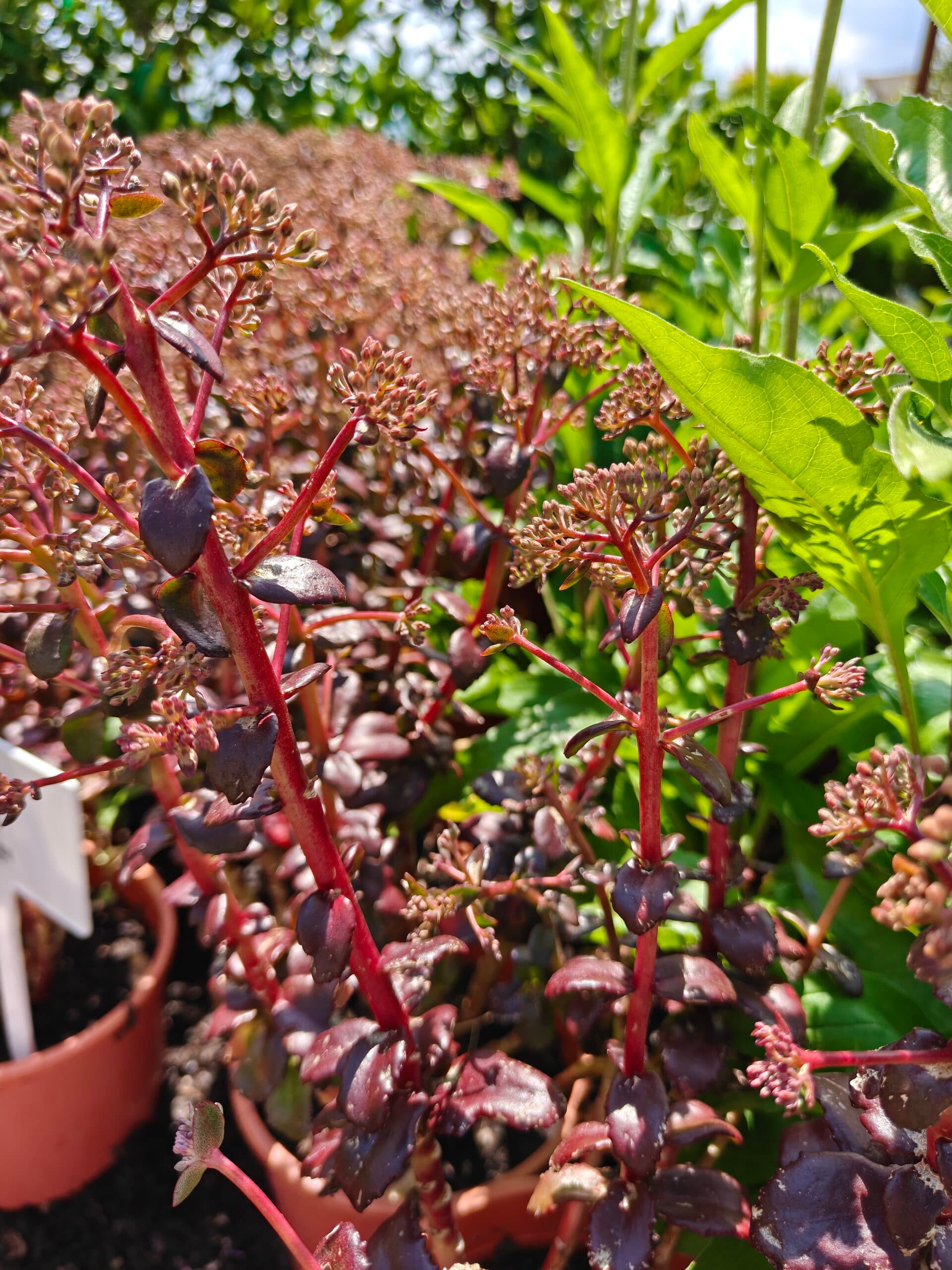 Urechelniță decorativă thumbnail 2