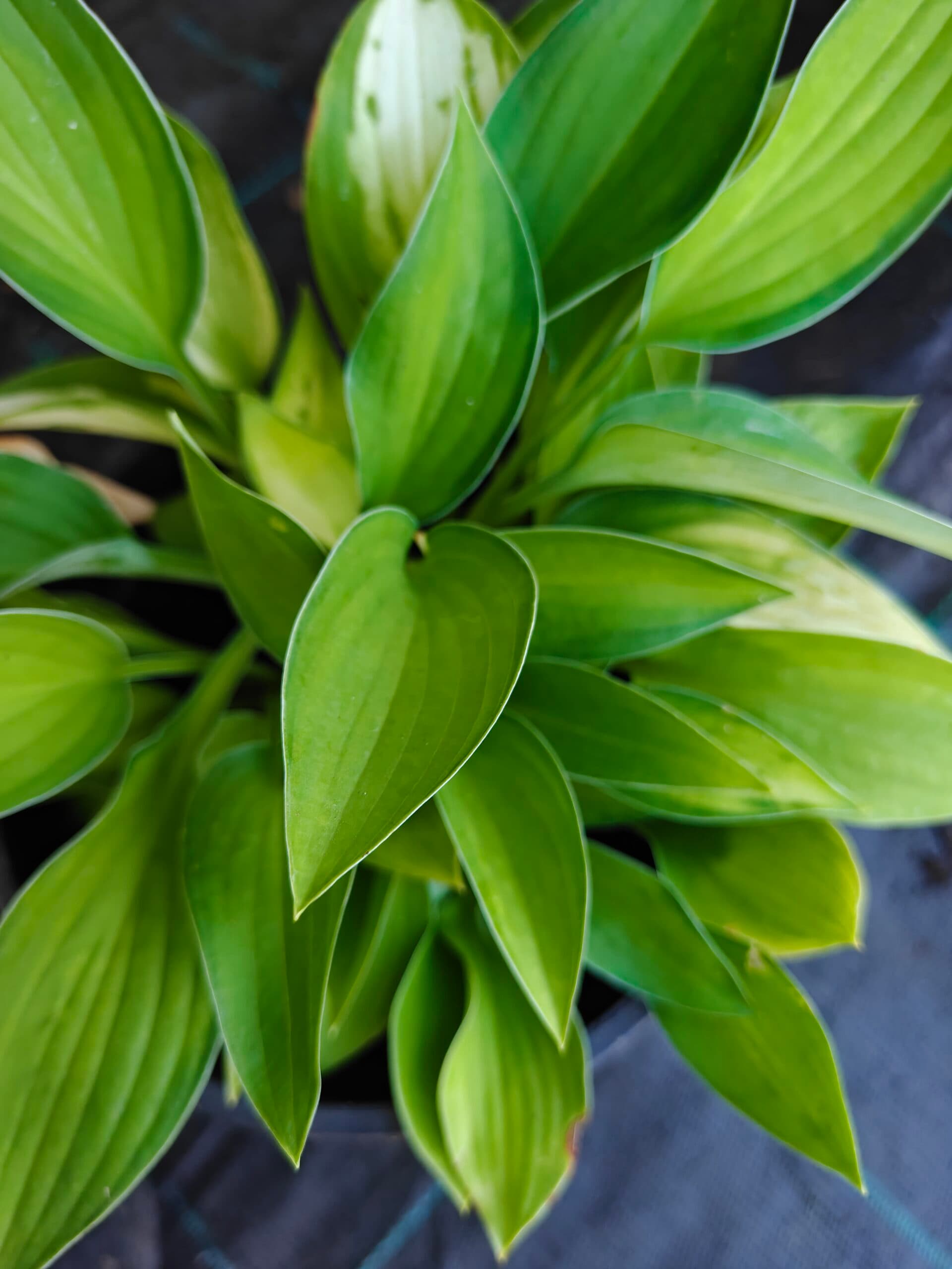 Crin de toamnă thumbnail 2