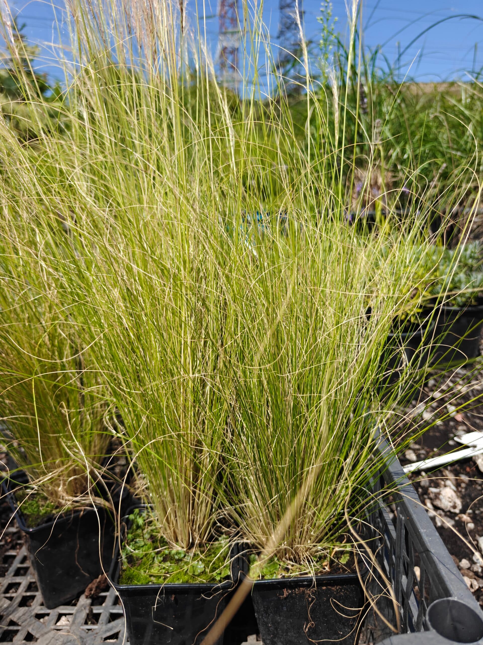 Stipa tenuissima