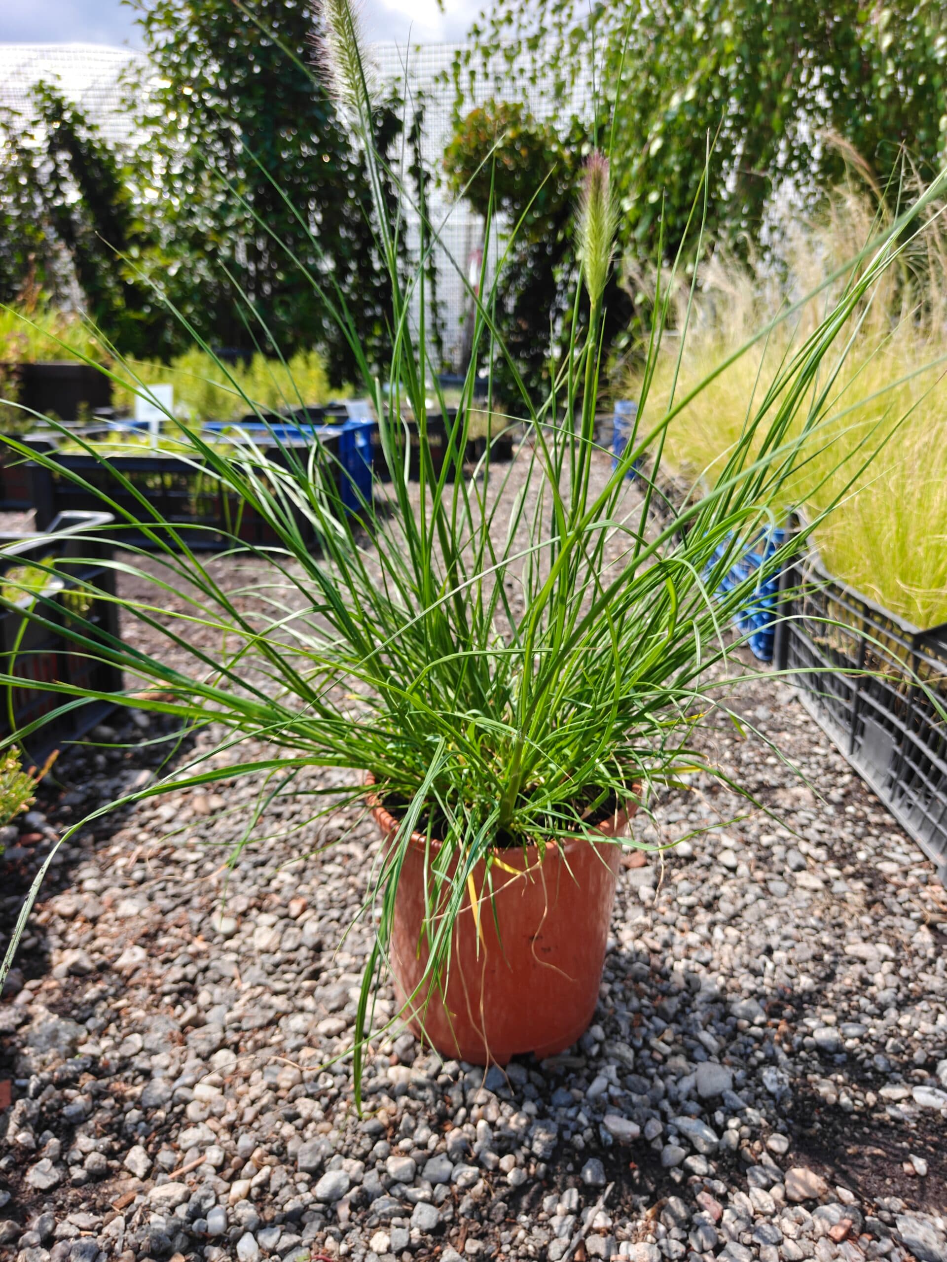 Pennisetum alopecuroides ‘Hameln’ — imagine 1