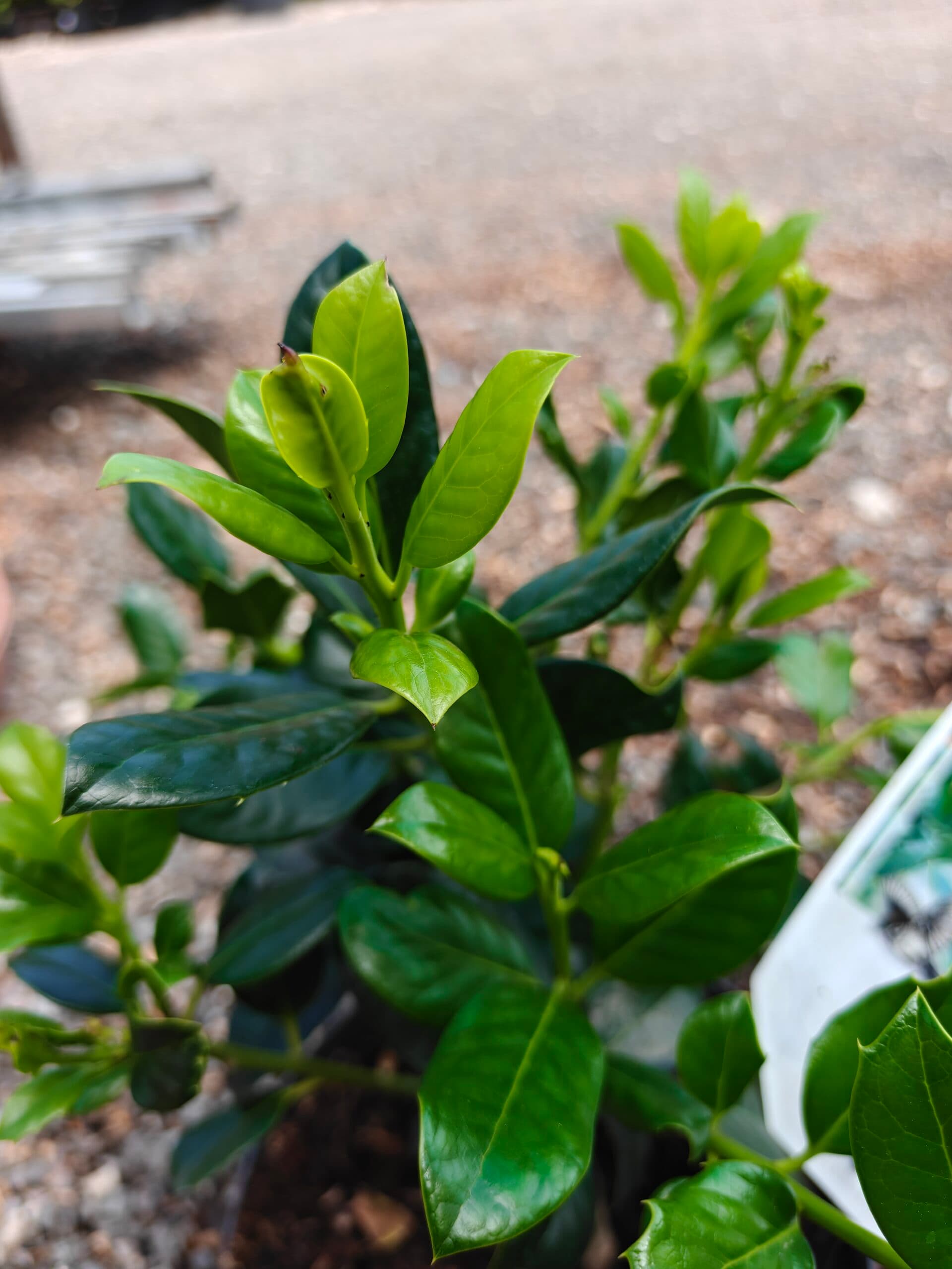 Ilex aquifolium ‘J.C. van Tol’ thumbnail 2