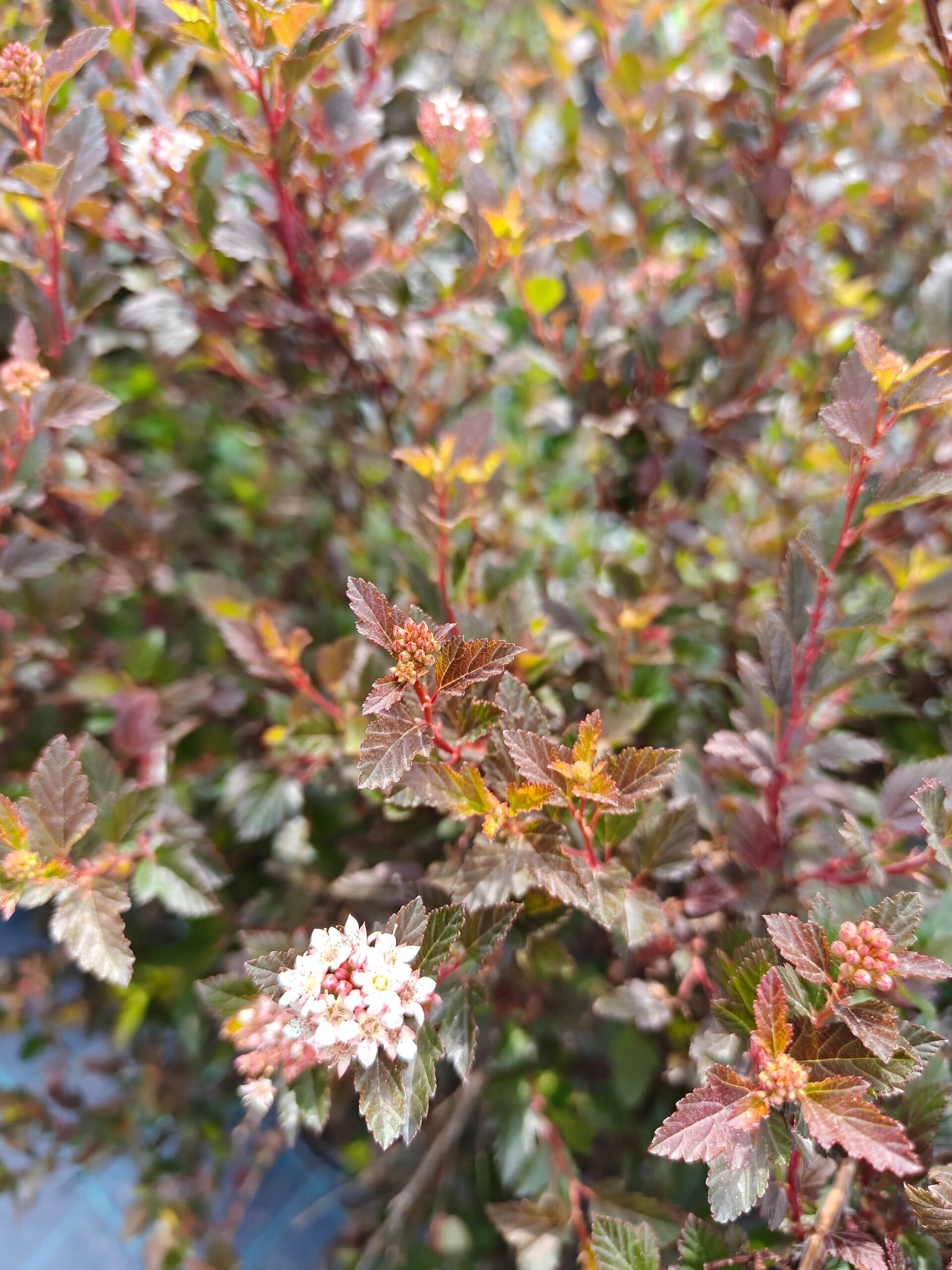 Physocarpus opulifolius thumbnail 4