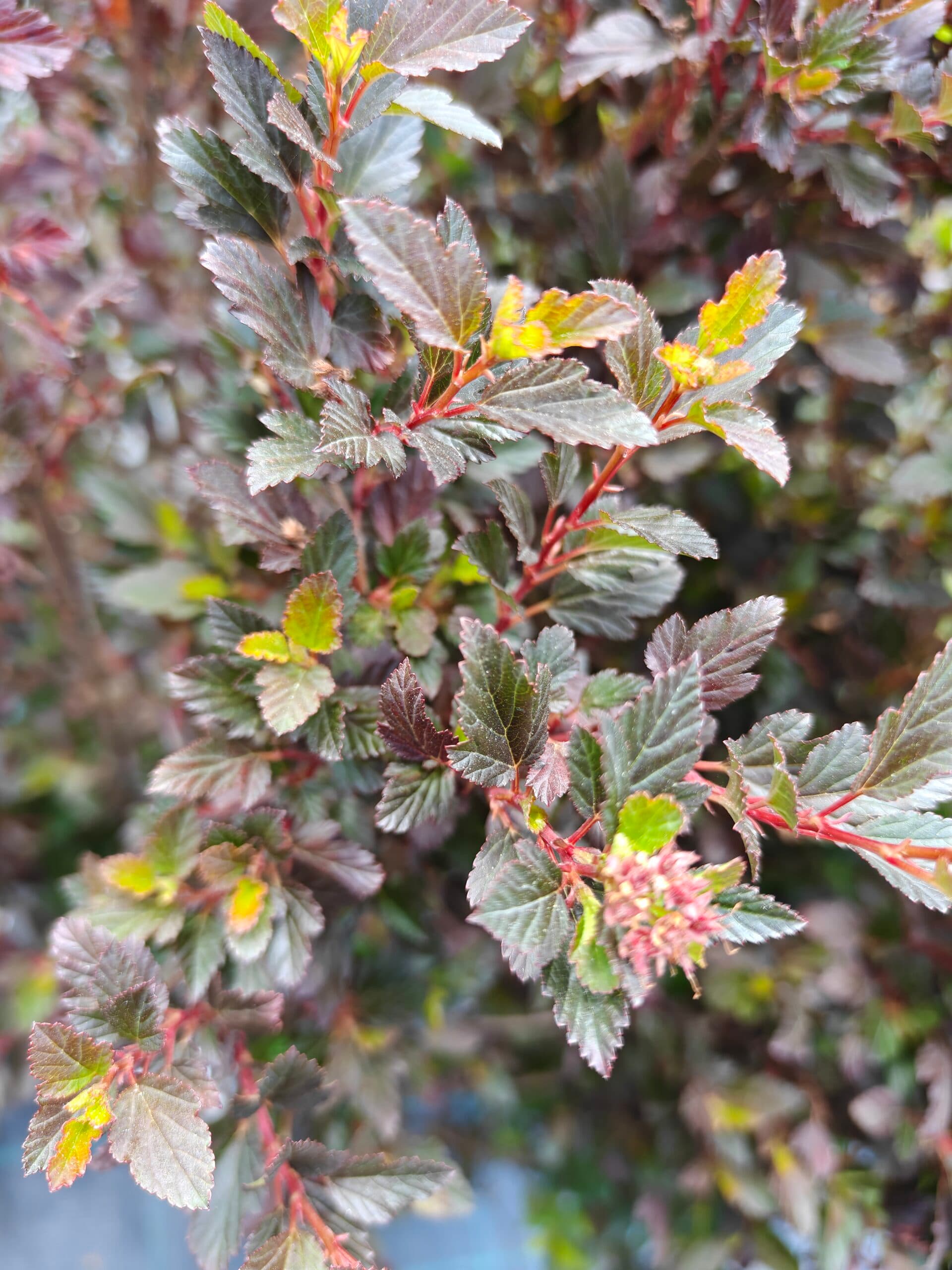 Physocarpus opulifolius thumbnail 3