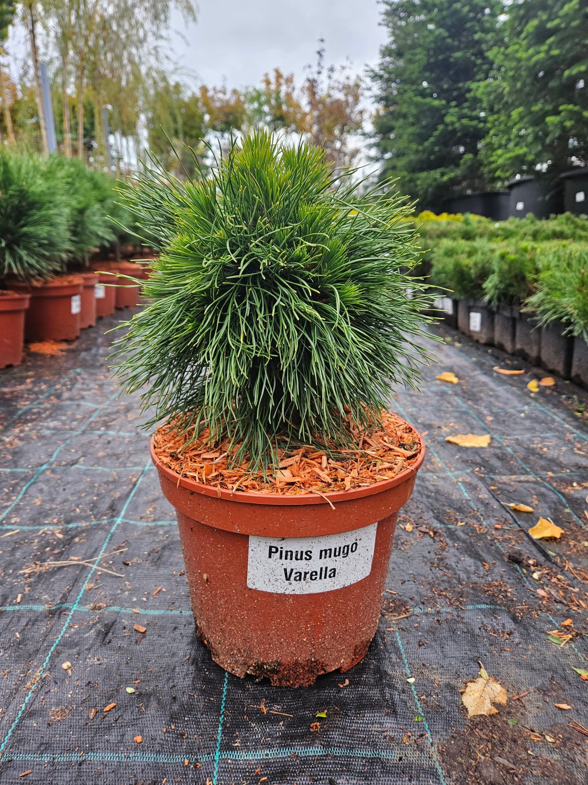 Pinus mugo 'Varella' — imagine 1