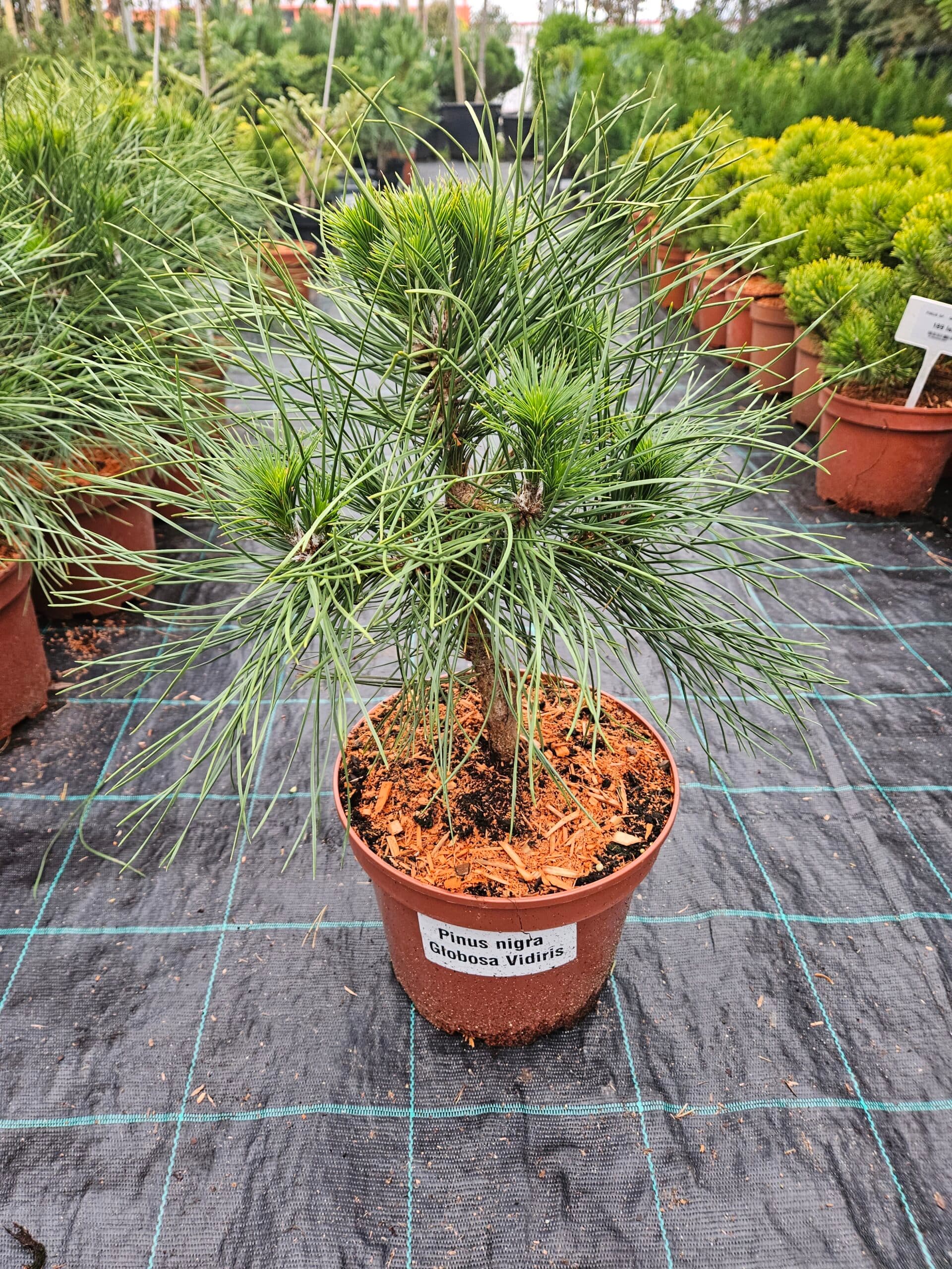 Pinus nigra ‘Globosa Viridis’ — imagine 1