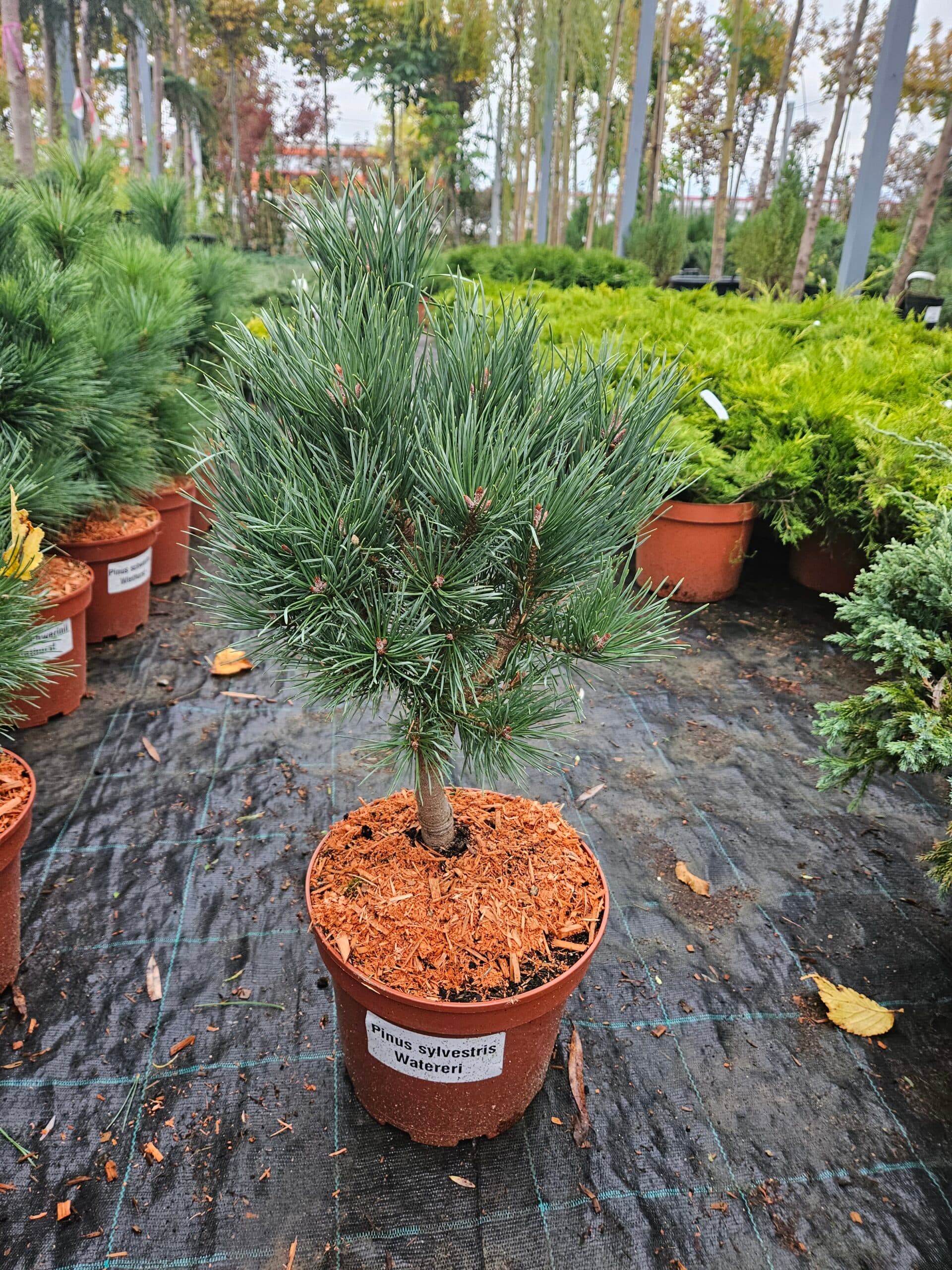 Pinus sylvestris ‘Watereri’ — imagine 1