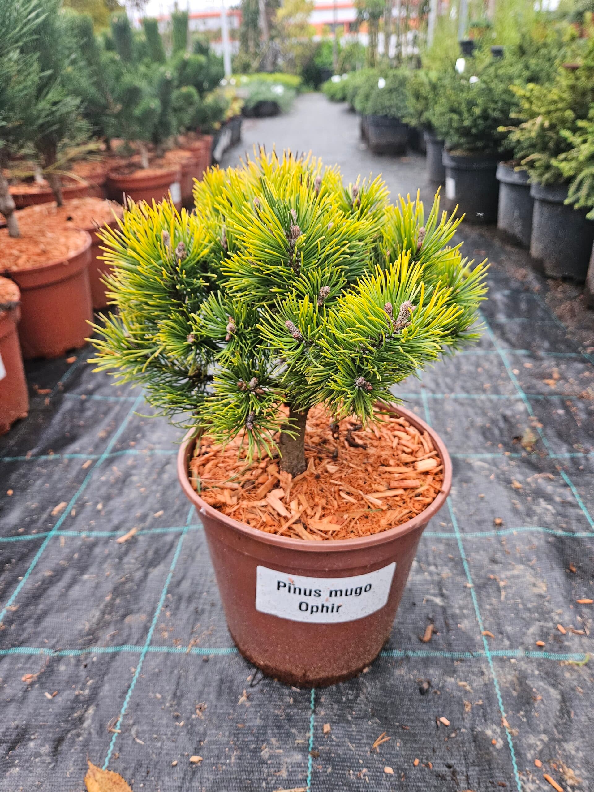 Pinus mugo 'Ophir' — imagine 1