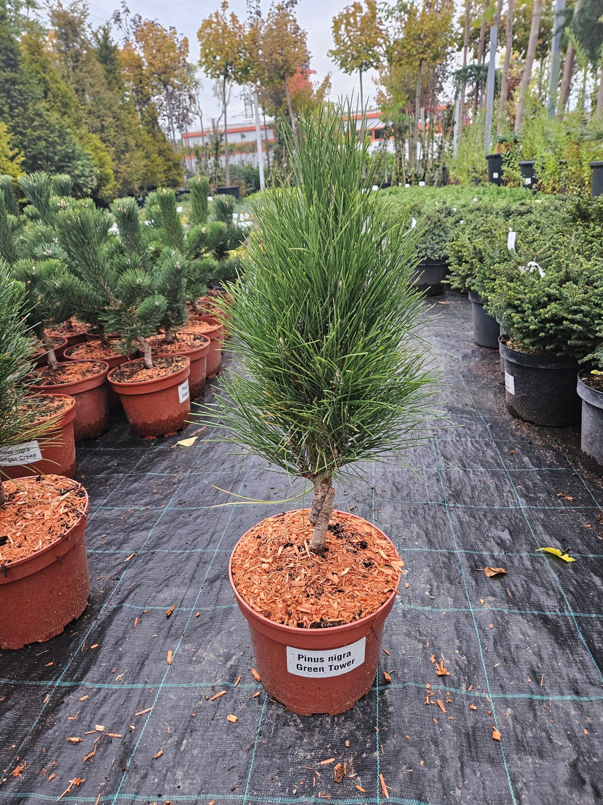 Pinus nigra 'Green Tower' — imagine 1