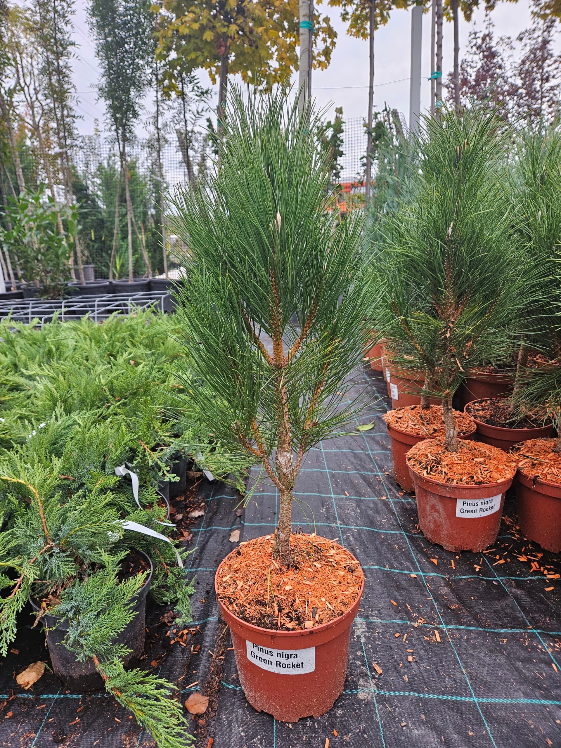 Pinus nigra 'Green Rocket' — imagine 1