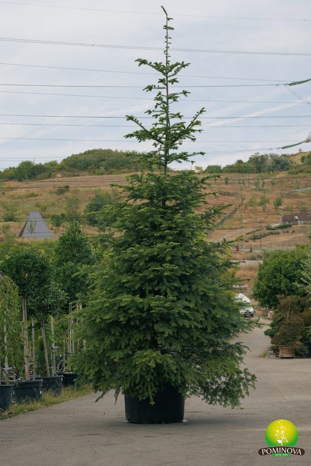 Brad alb (Abies alba) - imagine 2