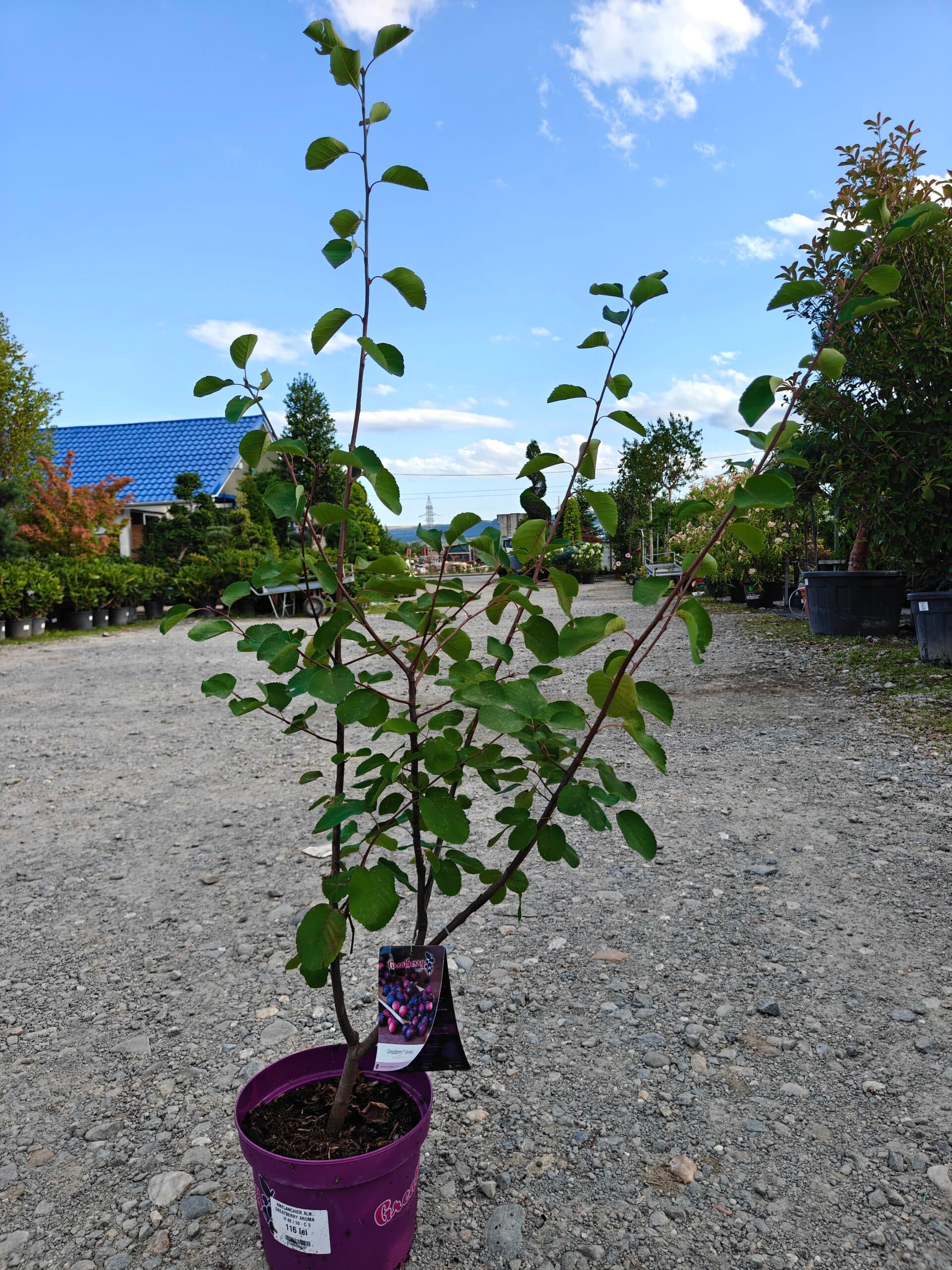 Pom de stafide (Amelanchier 'Greatberry Aroma')