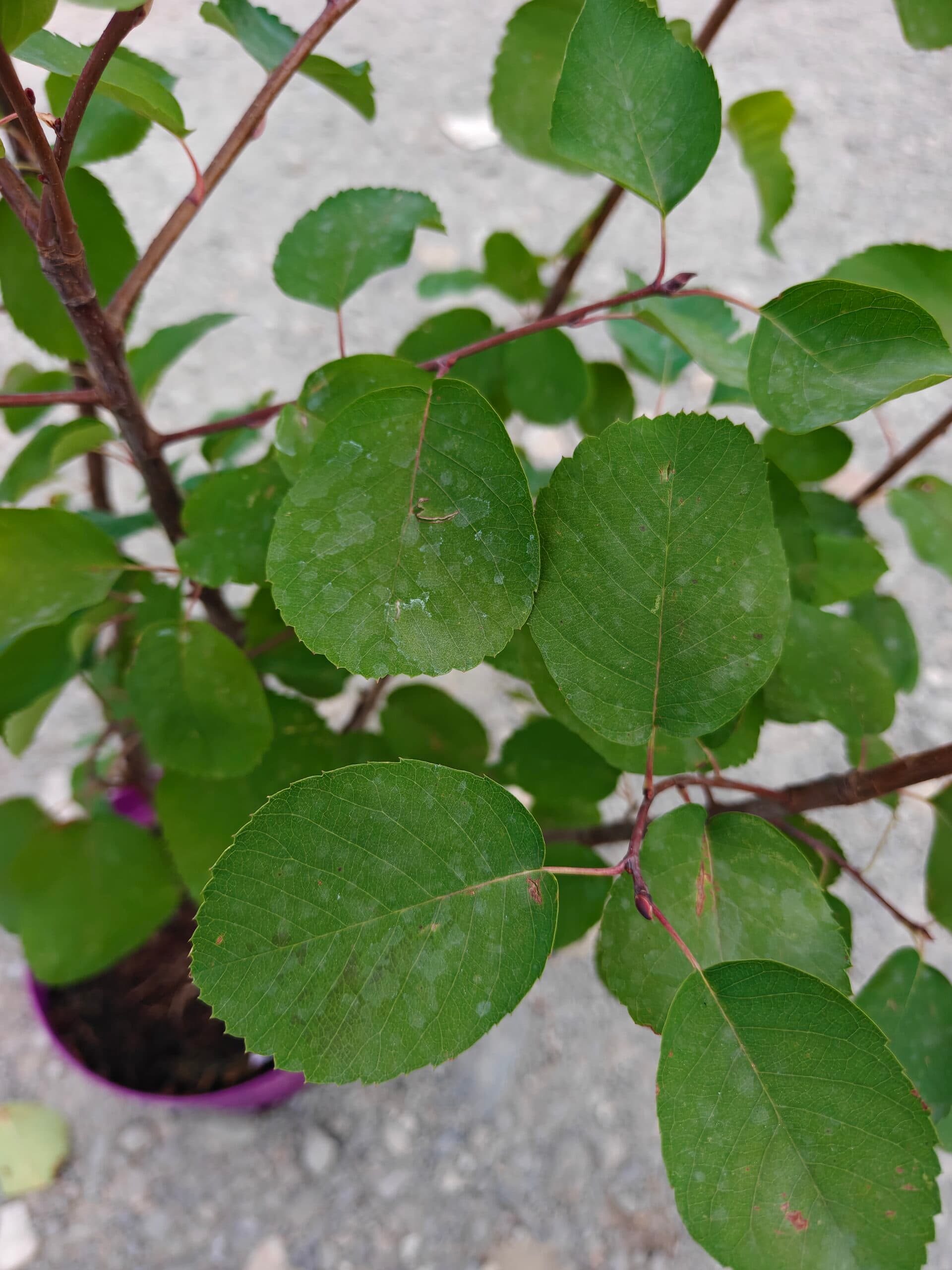 Pom de stafide (Amelanchier 'Greatberry Aroma') thumbnail 2