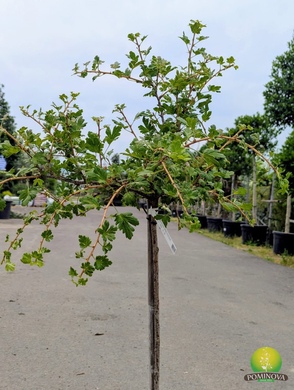 Agriș (Ribes uva-crispa) thumbnail 2