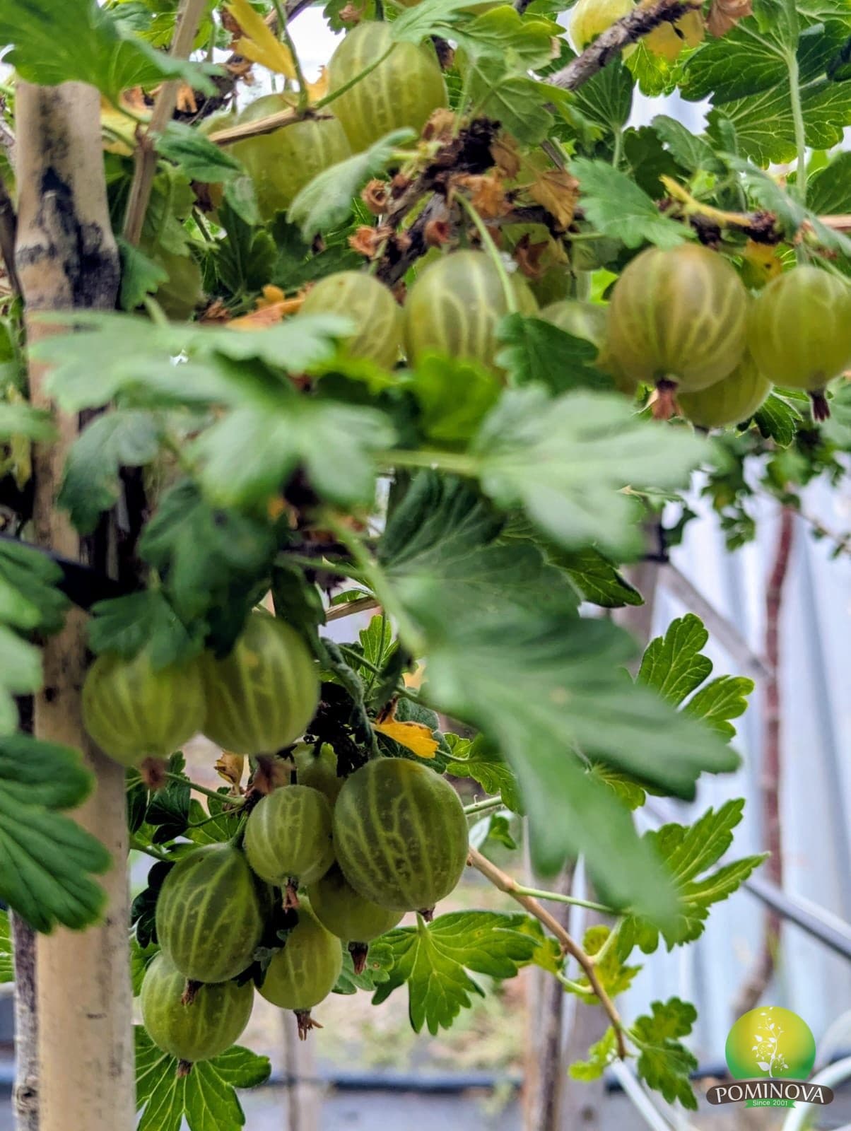 Agriș (Ribes uva-crispa) thumbnail 3