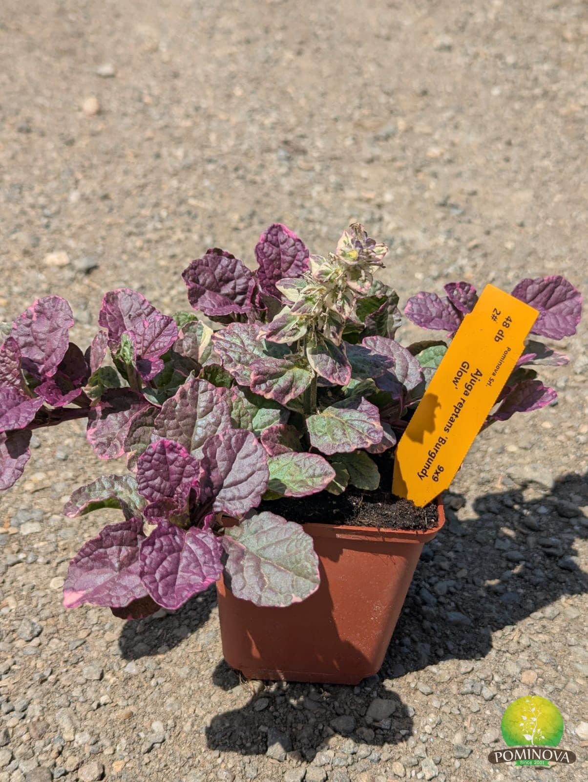 Ajuga (Ajuga reptans) — imagine 1