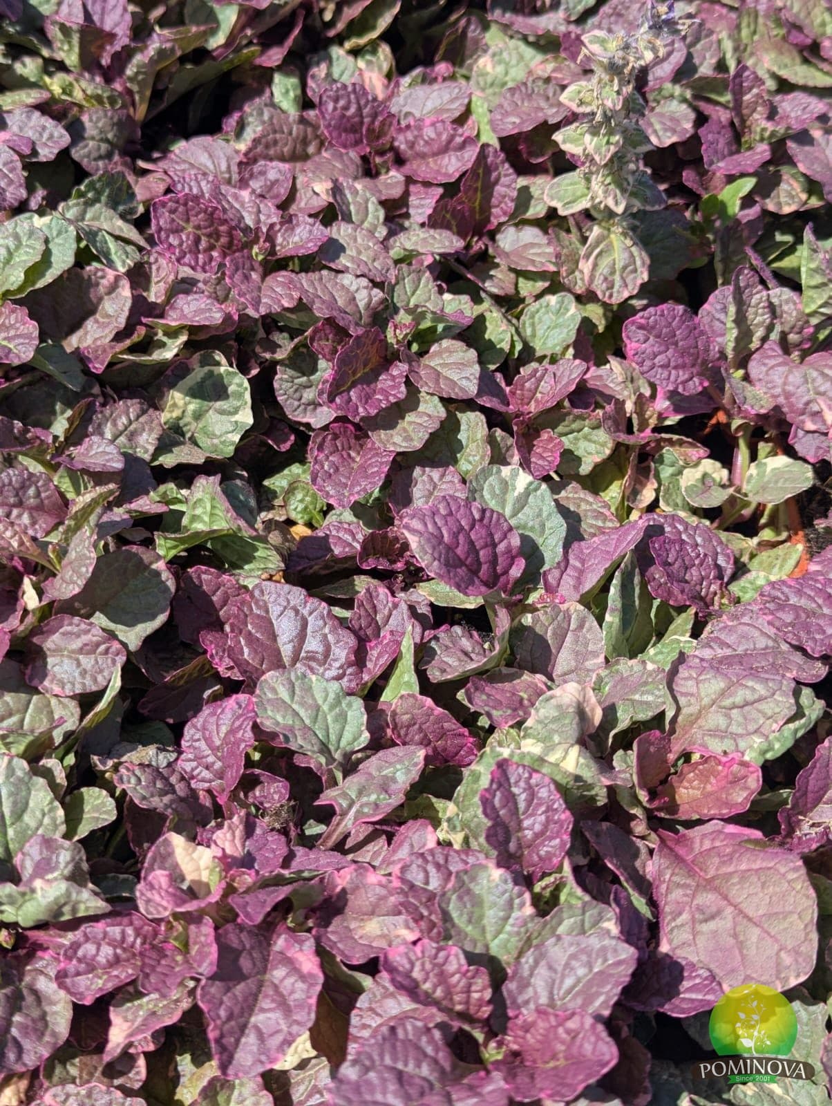 Ajuga (Ajuga reptans) thumbnail 2