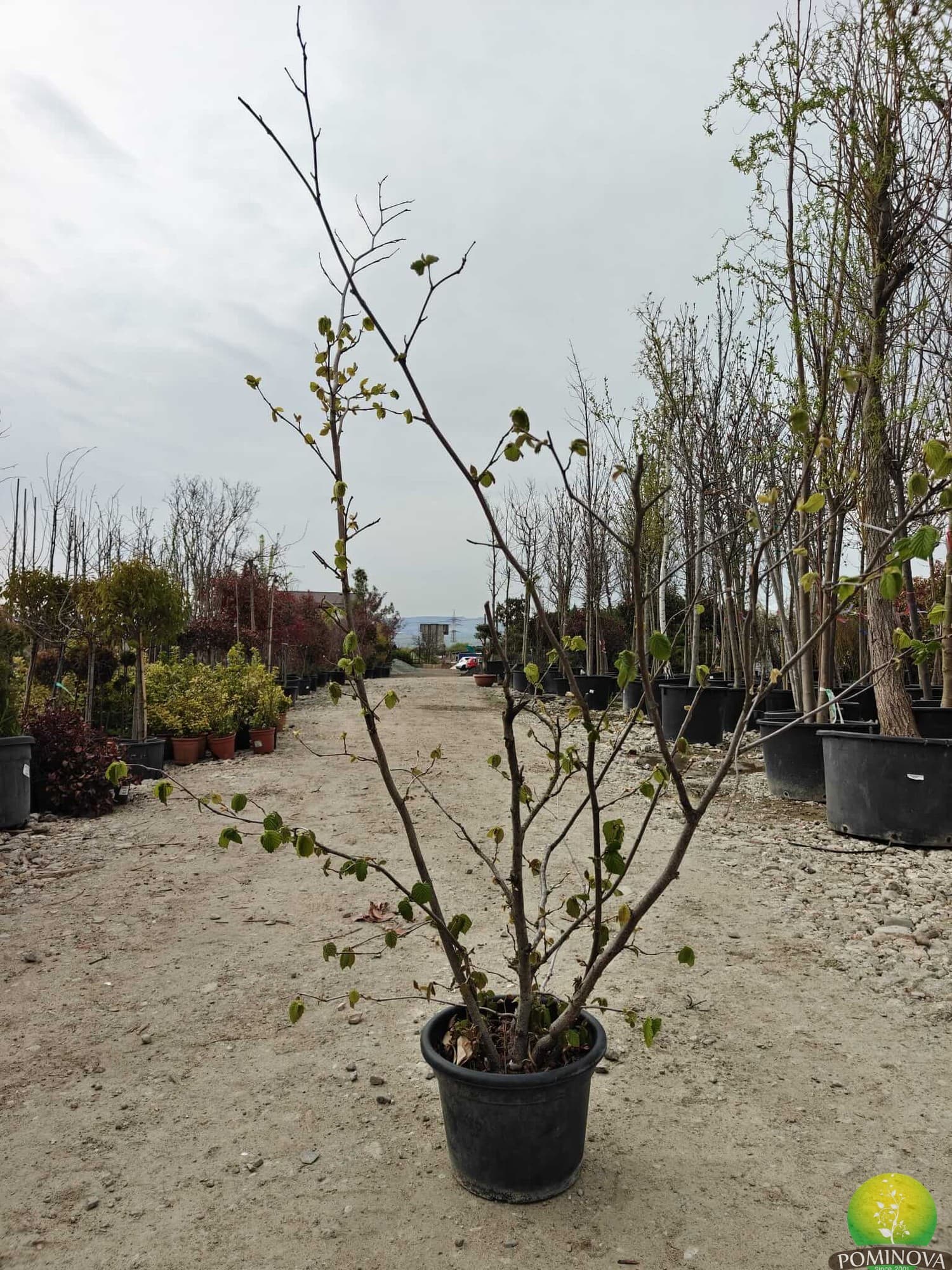 Alun comun — imagine 1