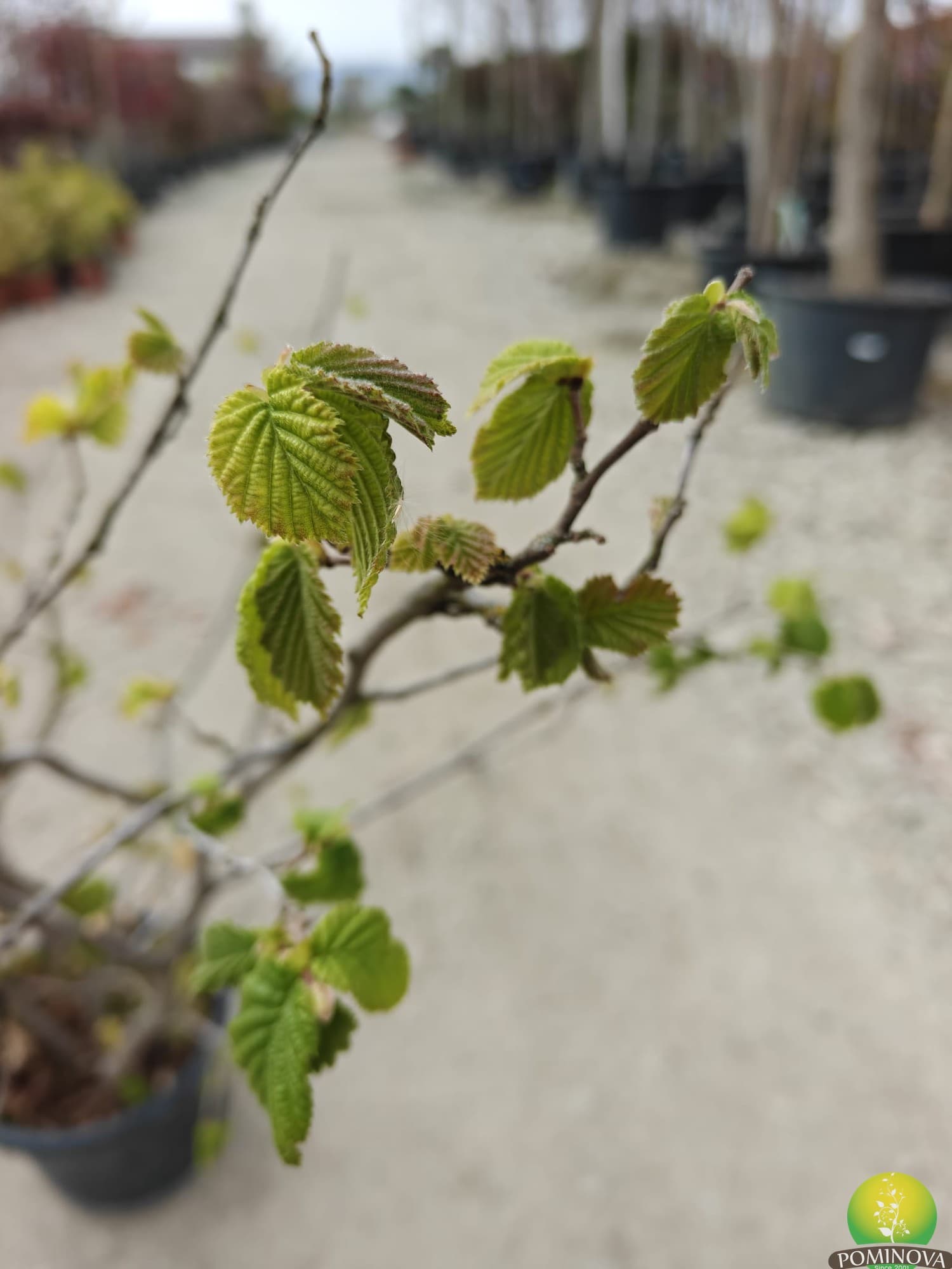 Alun comun thumbnail 2