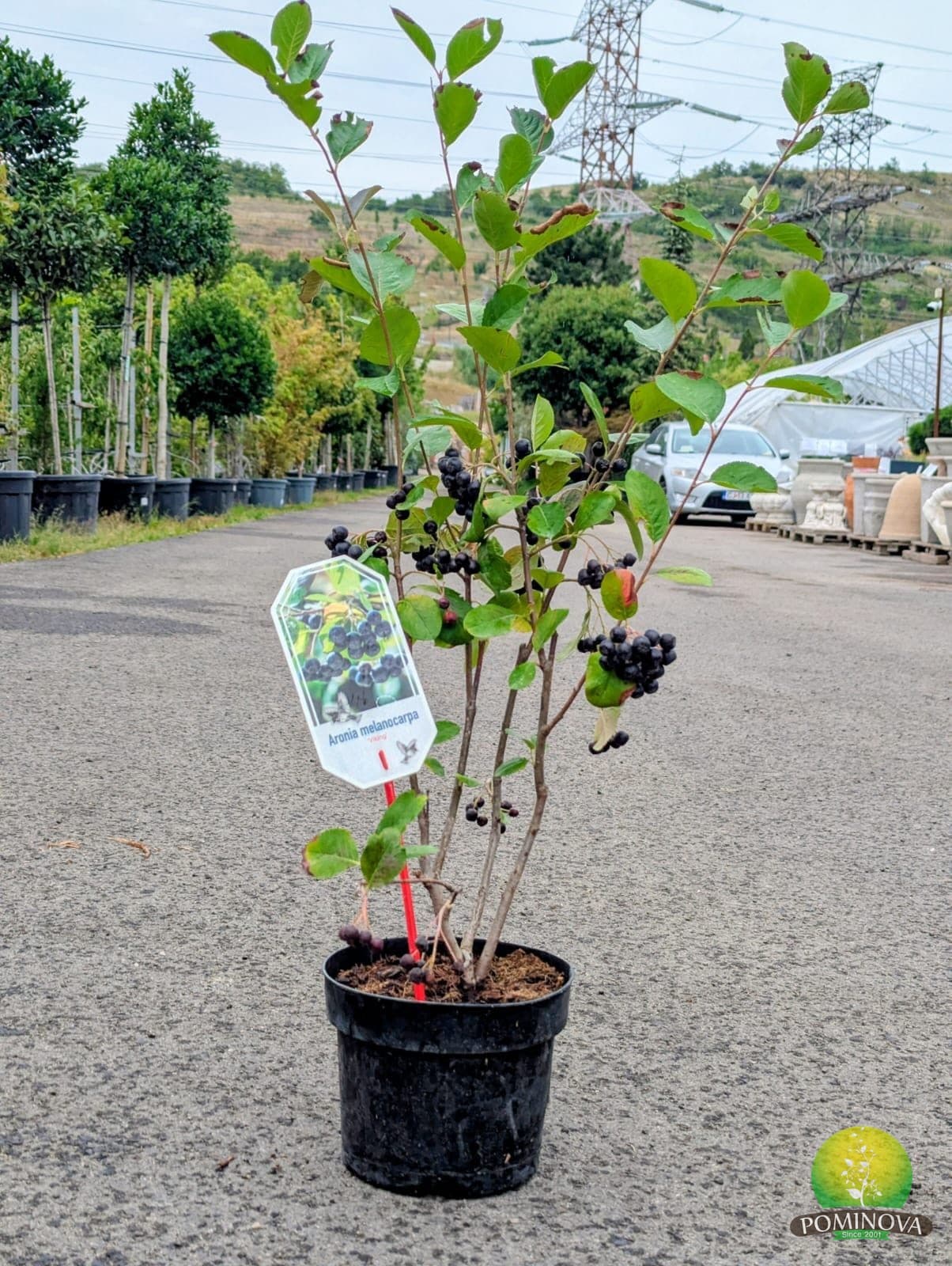 Aronia (Aronia melanocarpa )