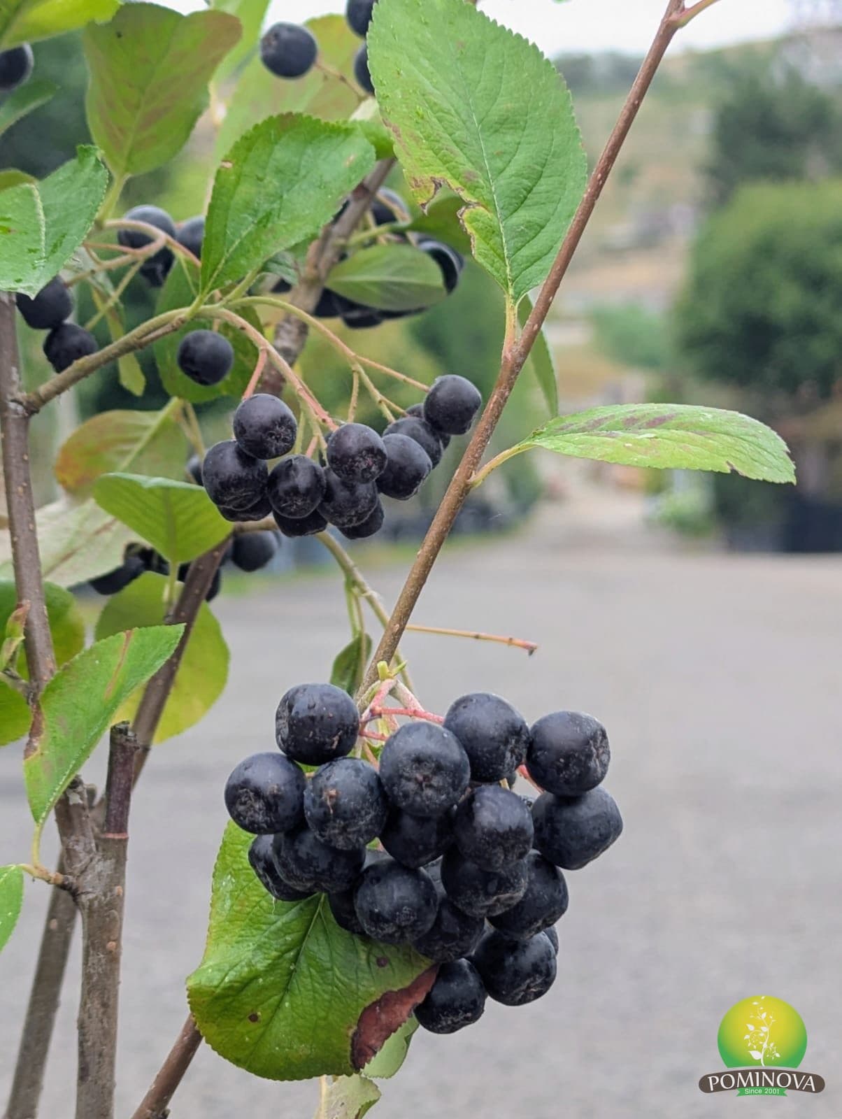 Aronia (Aronia melanocarpa ) thumbnail 2