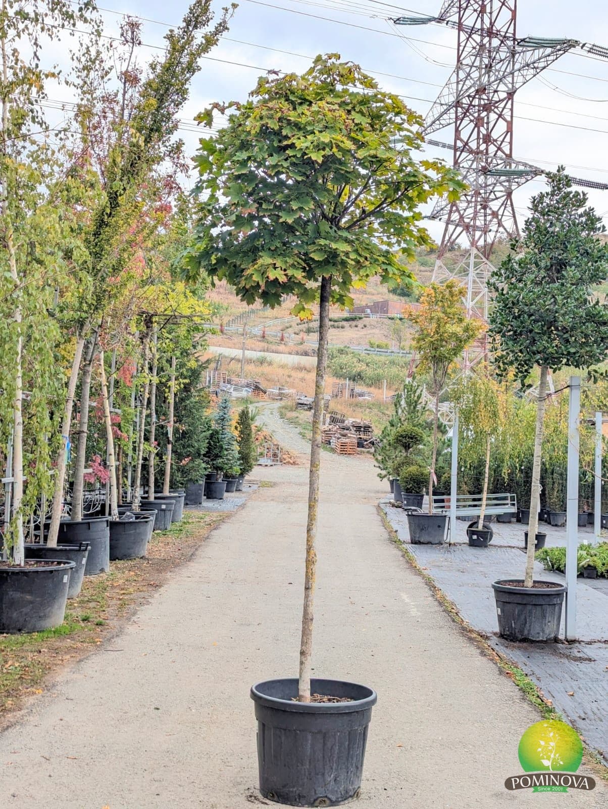 Arțar globular (Acer platanoides 'Globosum')