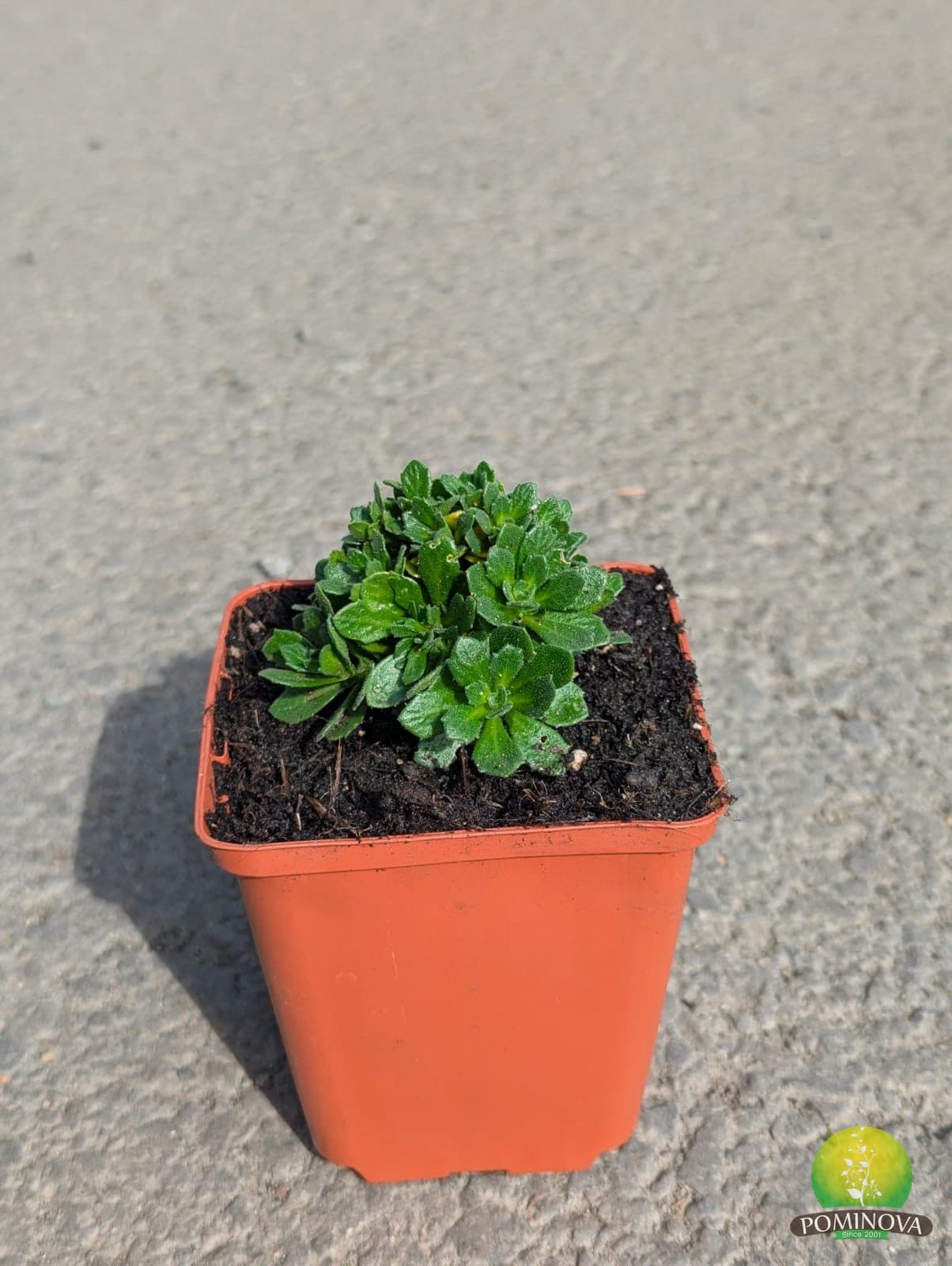 Aubrieta violetă (Aubrieta 'Hamburger Stadtpark')
