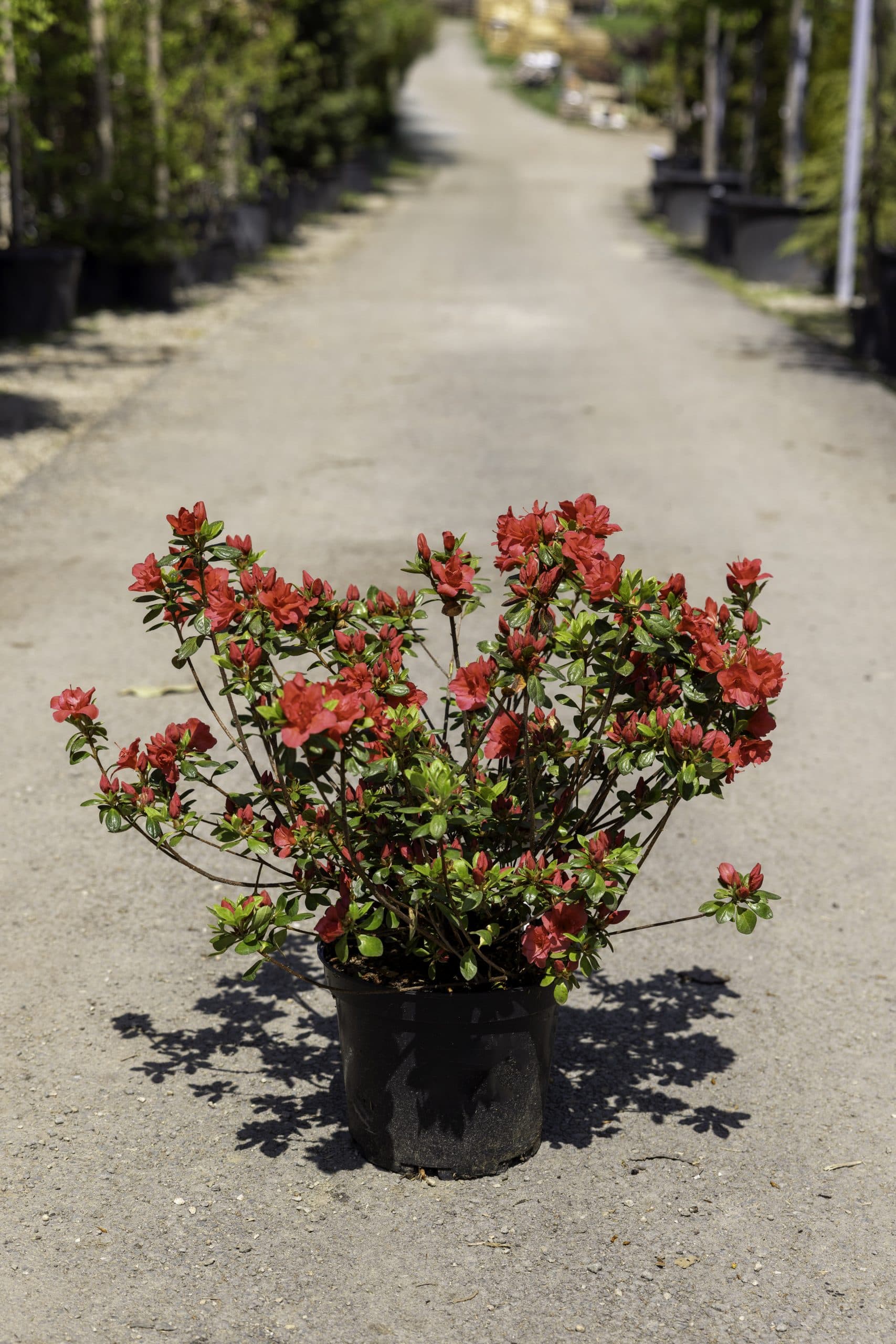 Azalee (Azalea japonica mix)