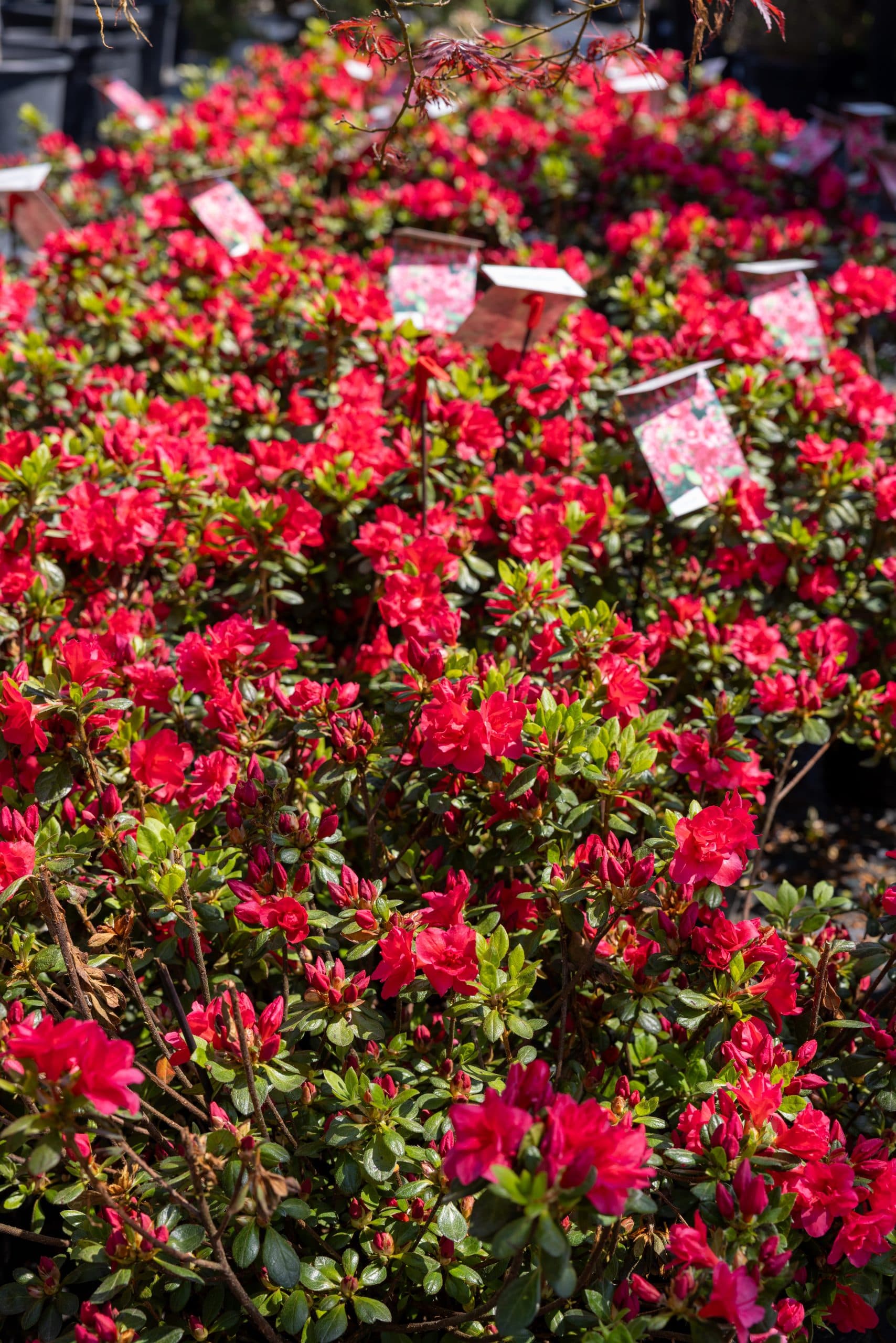 Azalee (Azalea japonica mix) thumbnail 2