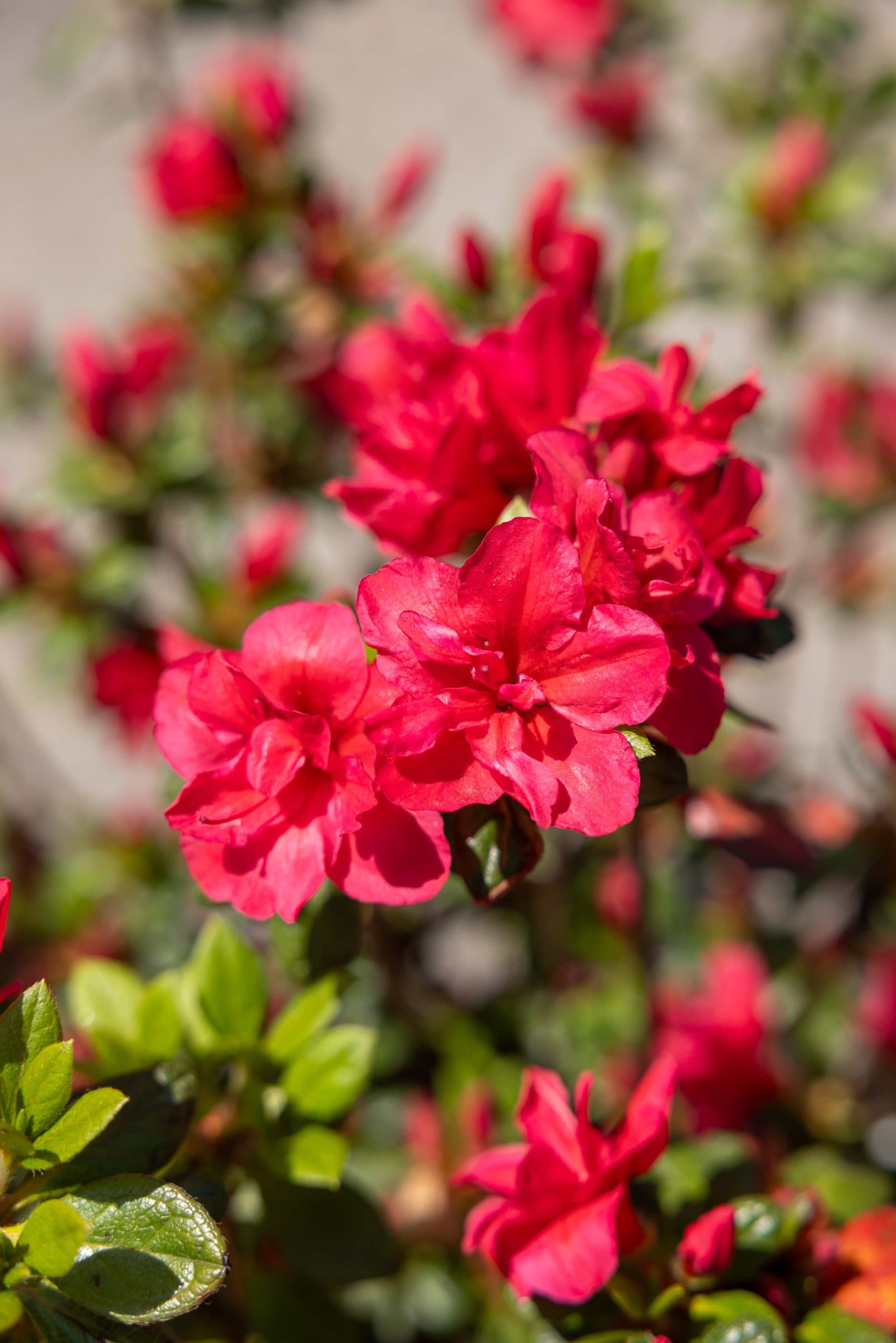 Azalee (Azalea japonica mix) thumbnail 4