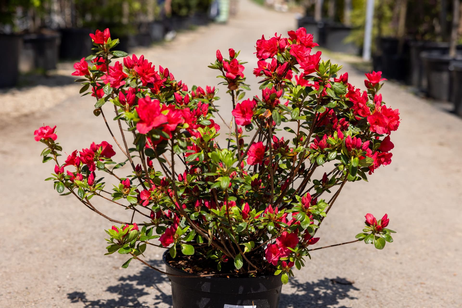 Azalee (Azalea japonica mix) thumbnail 5