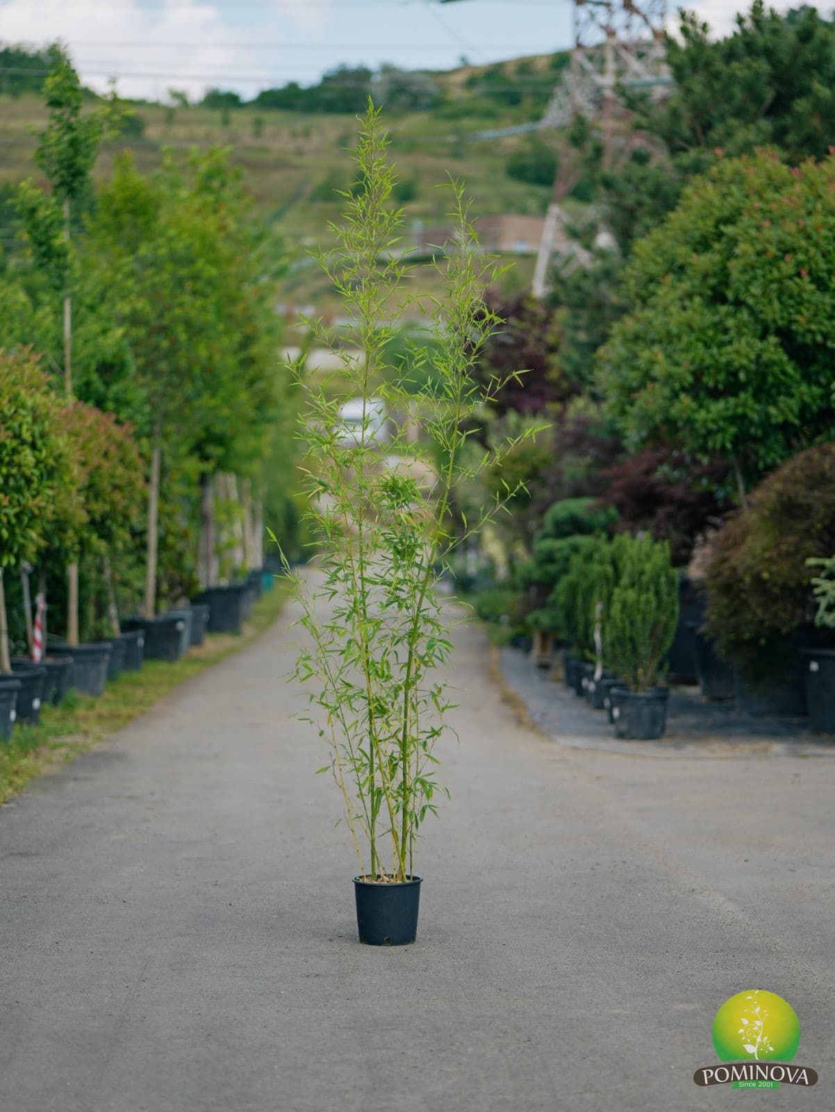 Bambus auriu (Bambusa phyllostachys 'Aurea')