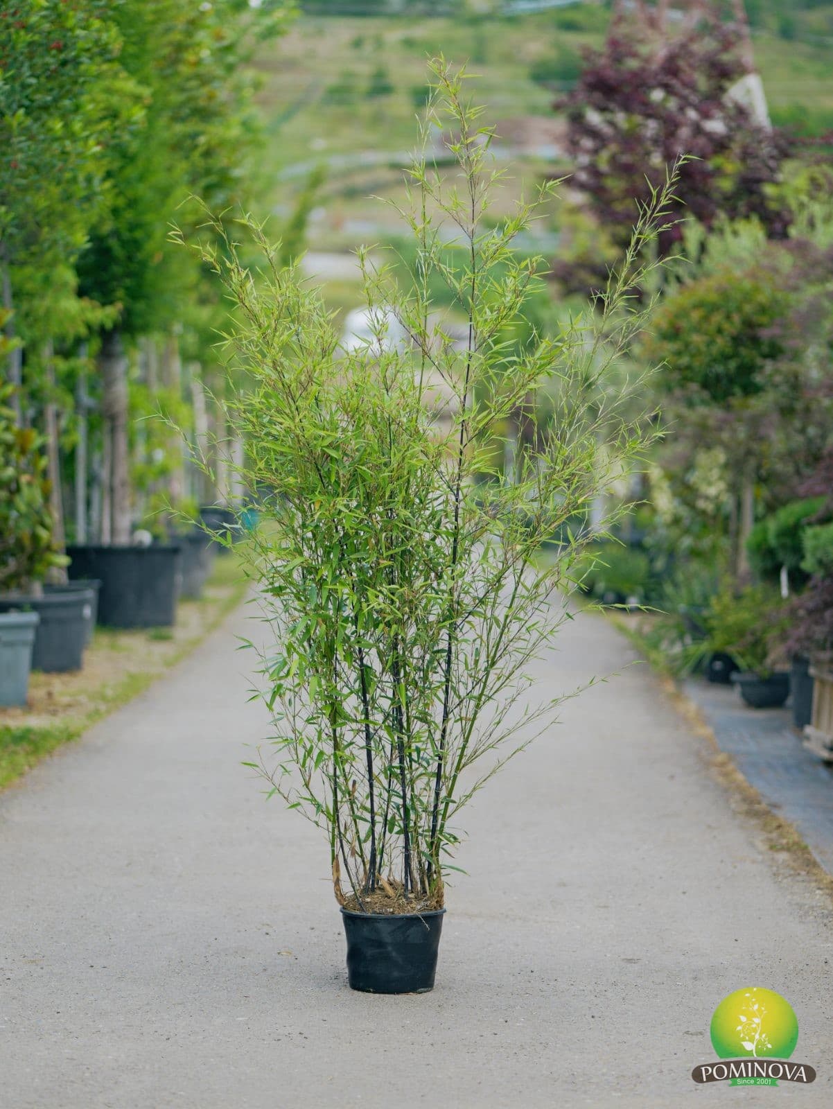 Bambus negru (Bambusa phyllostachys 'Nigra')